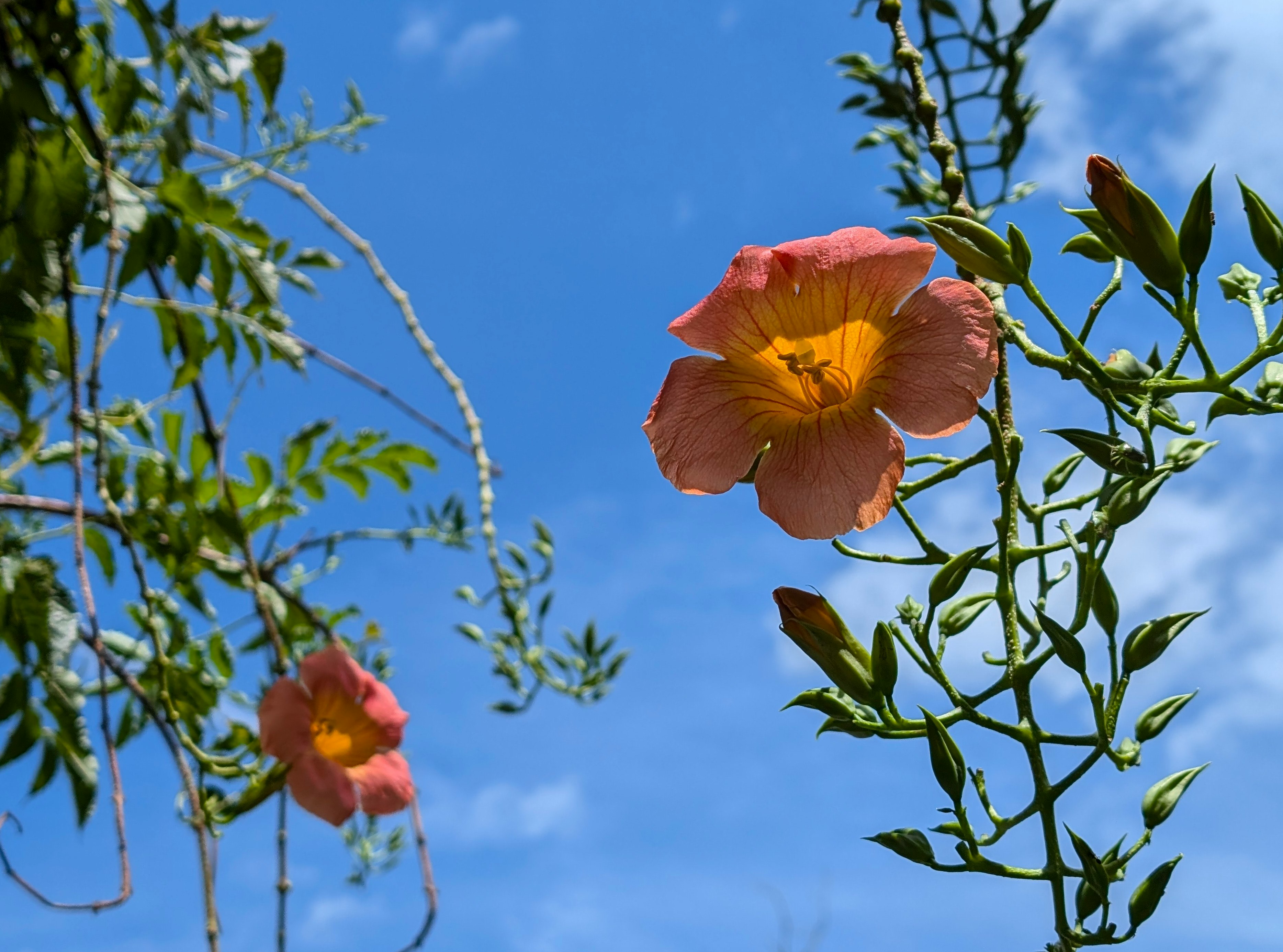 yellow hibiscus flower against a blue sky