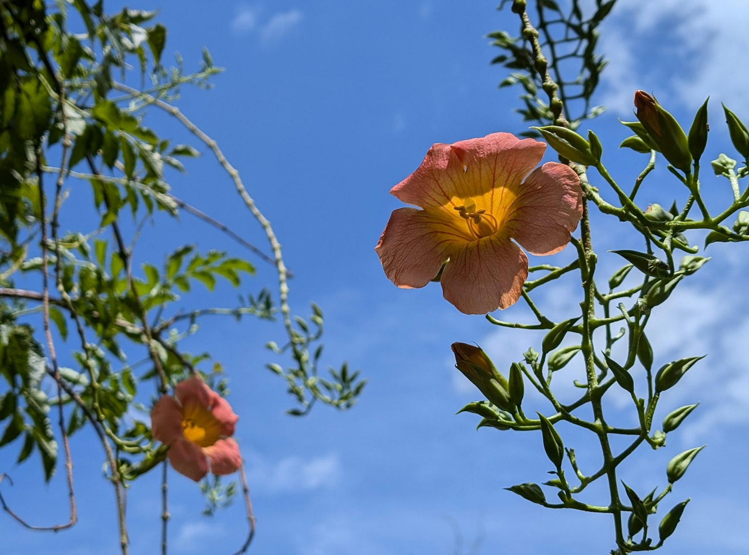 Fiori rosa e foglie verdi contro un cielo blu