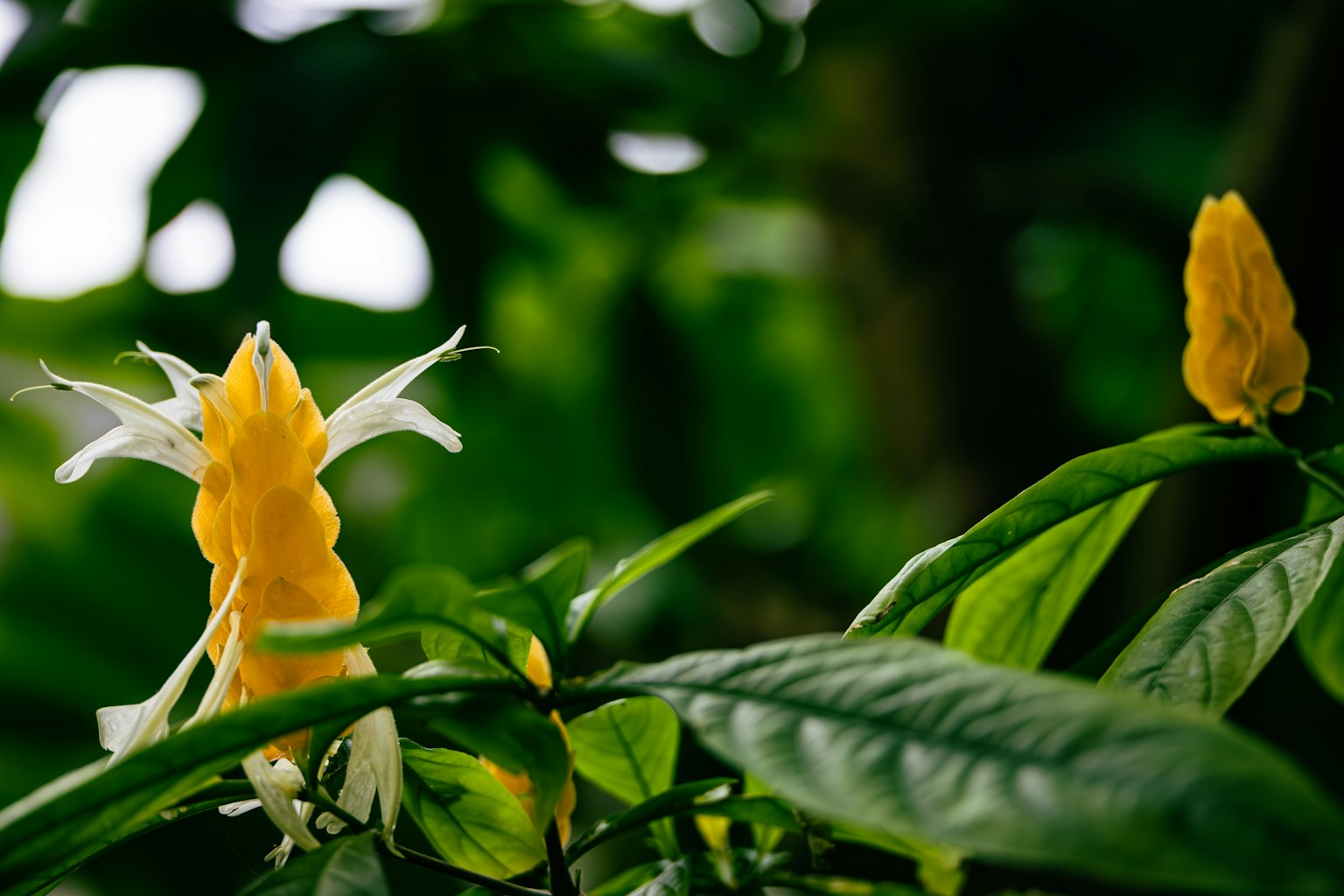Bunga kuning dan tunas di antara daun hijau