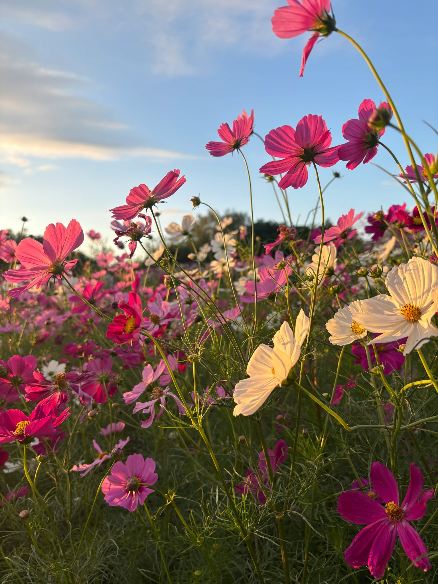 色とりどりのコスモスの花が咲く風景 青空と雲が広がる