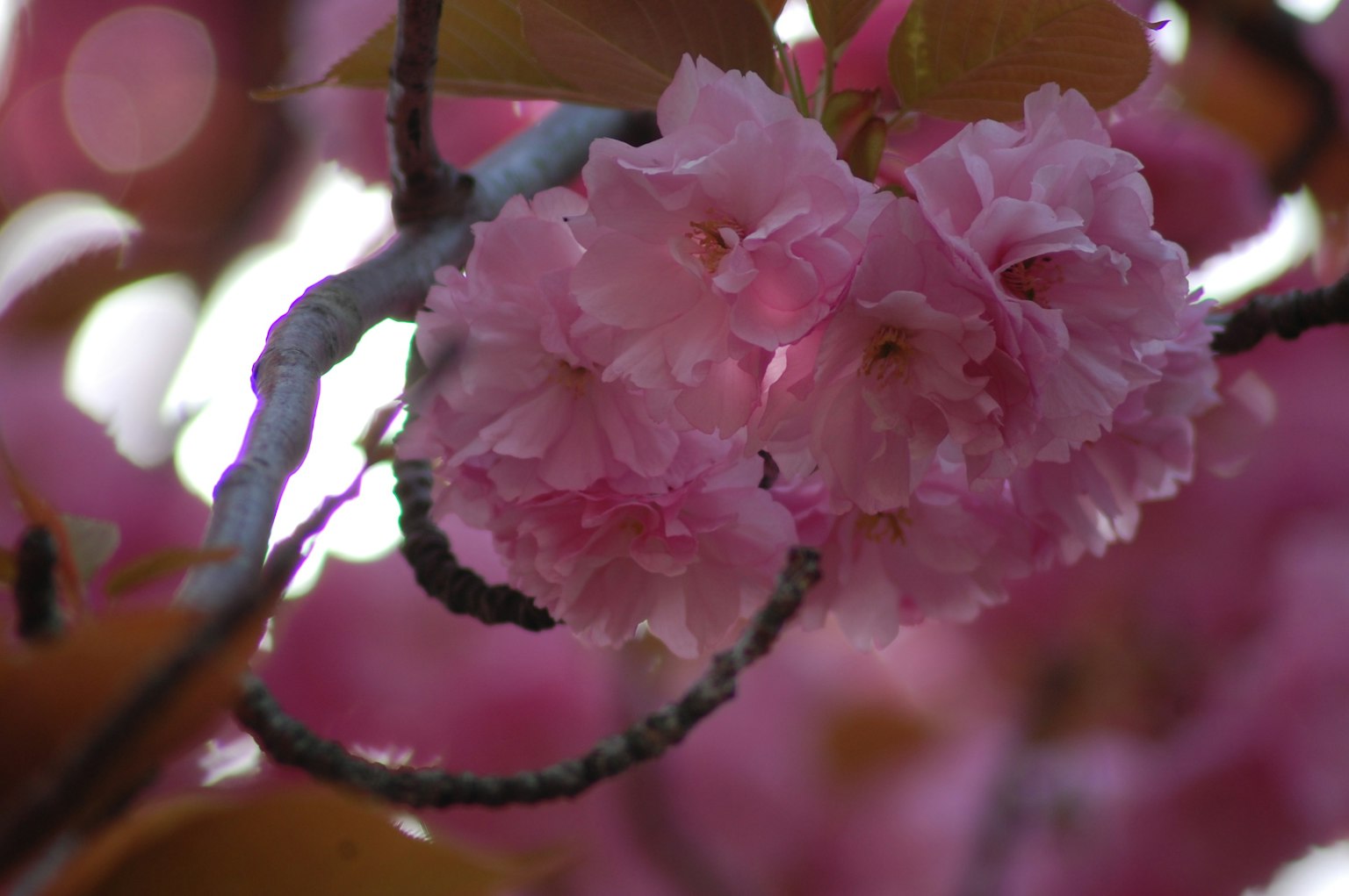 Beautiful image of blooming cherry blossoms
