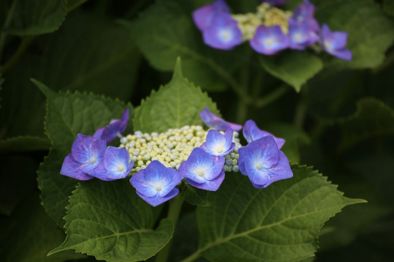 Bunga hydrangea dengan kelopak biru ungu dan daun hijau