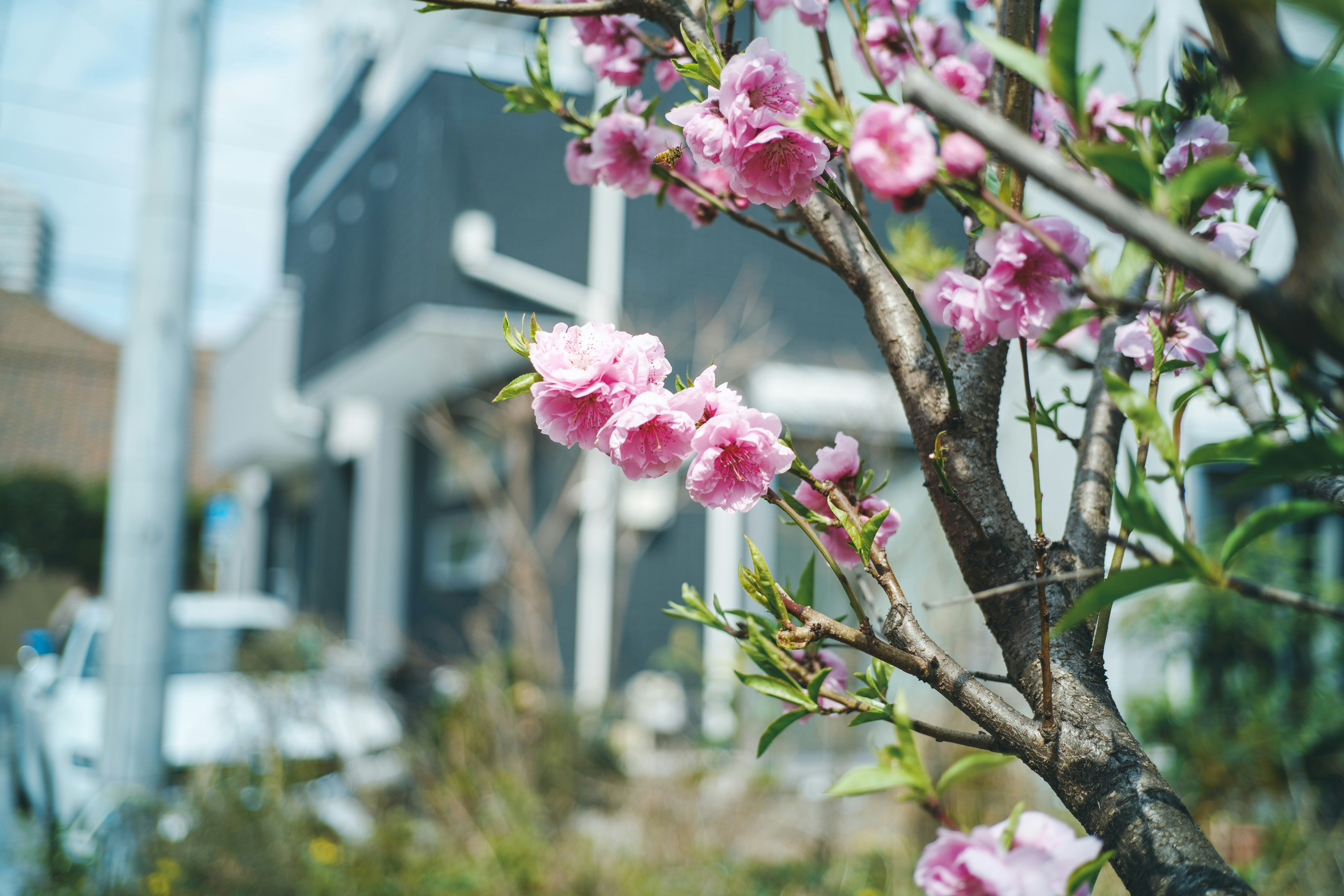 桃の花が咲く枝先と街並みの背景