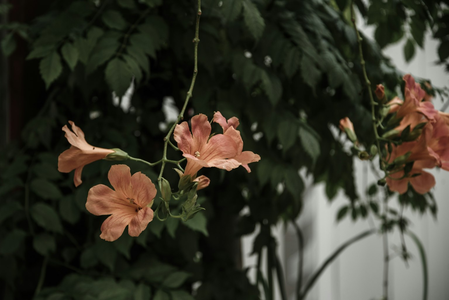 Immagine con fiori arancioni su uno sfondo verde