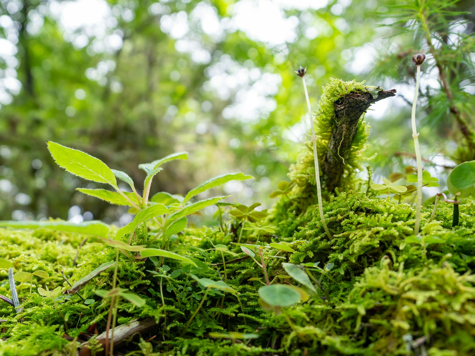 Primer plano de musgo verde exuberante y pequeñas plantas en un entorno forestal