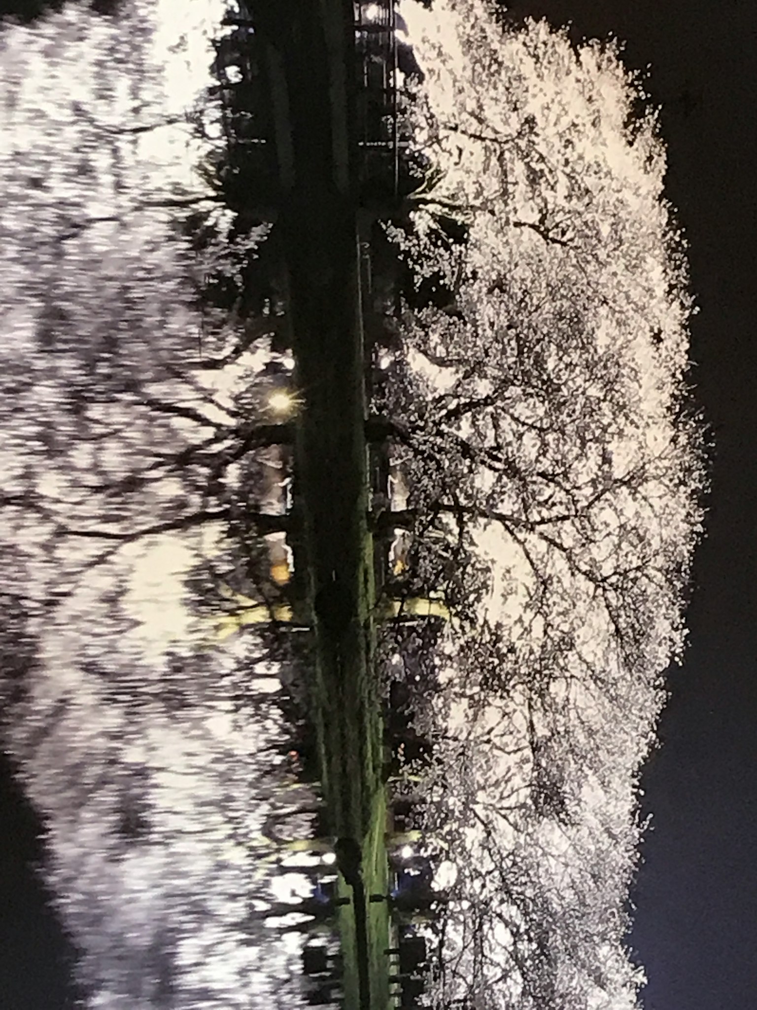 夜晚公園中白色櫻花樹與黑暗背景的對比
