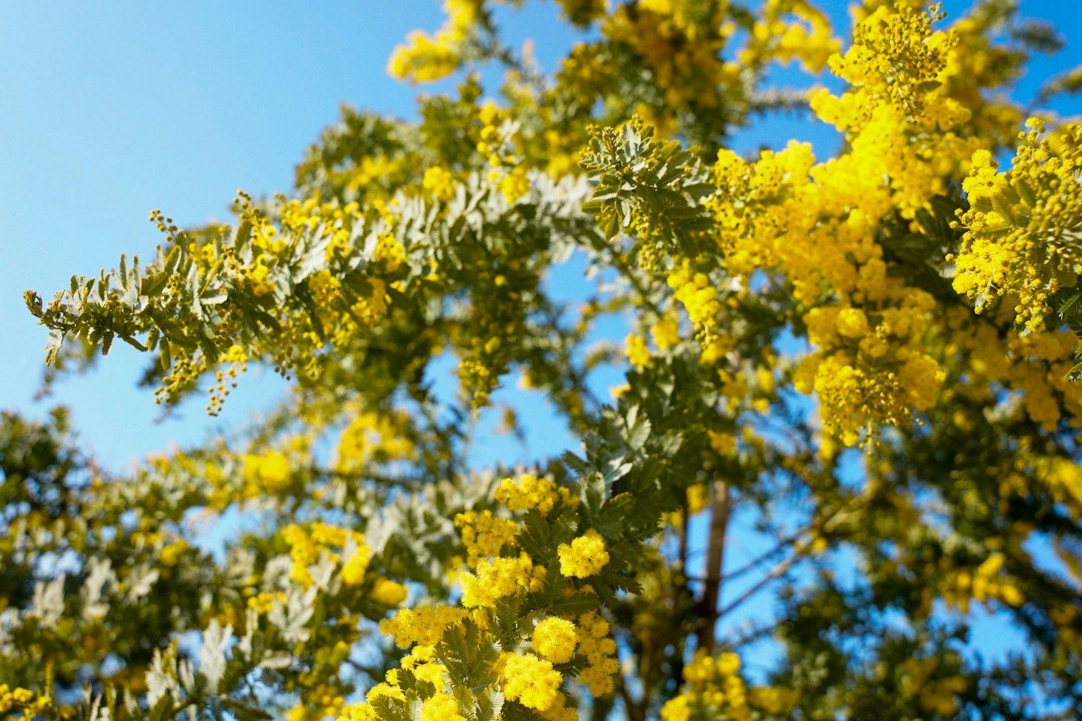 Flores de mimosa amarillas brillantes y hojas verdes bajo un cielo azul