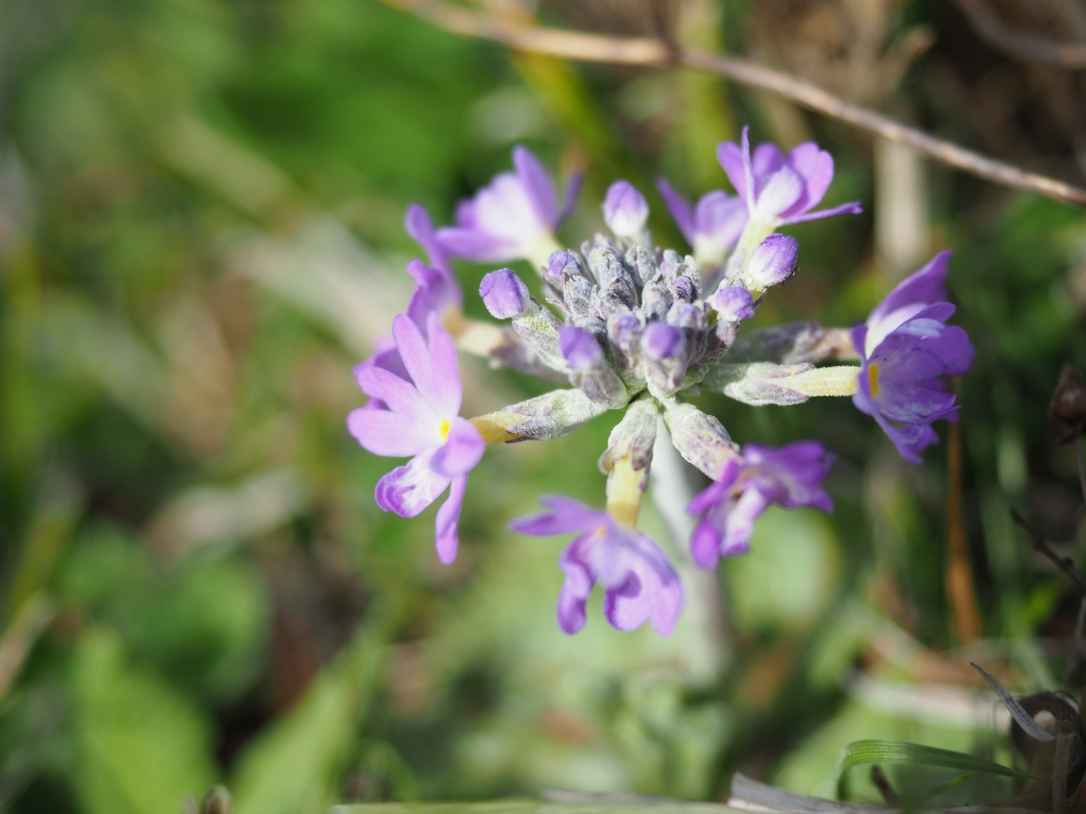 Un fiore viola vibrante che sboccia su uno sfondo verde
