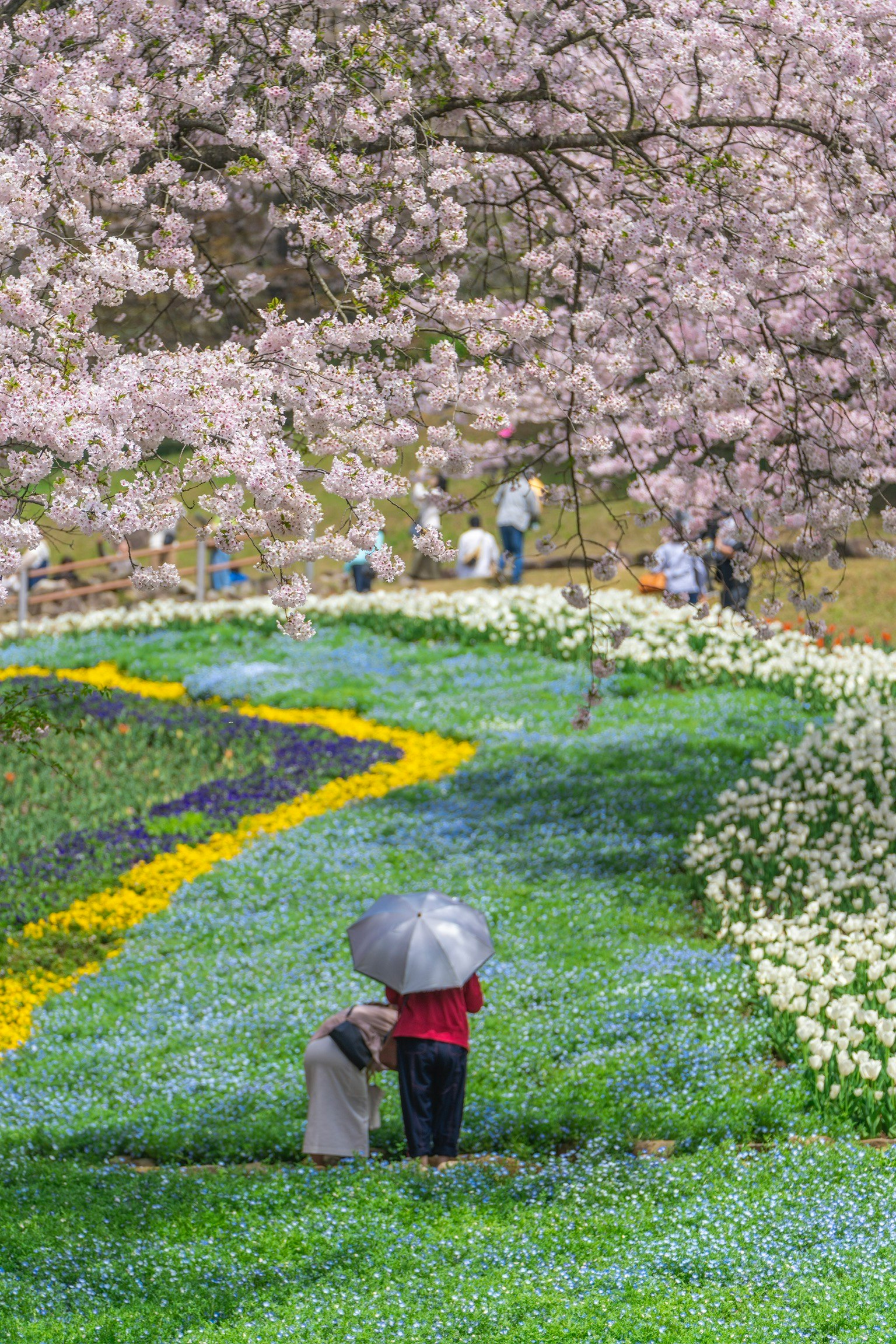 Persona con un ombrello sotto gli alberi di ciliegio in fiore con fiori colorati