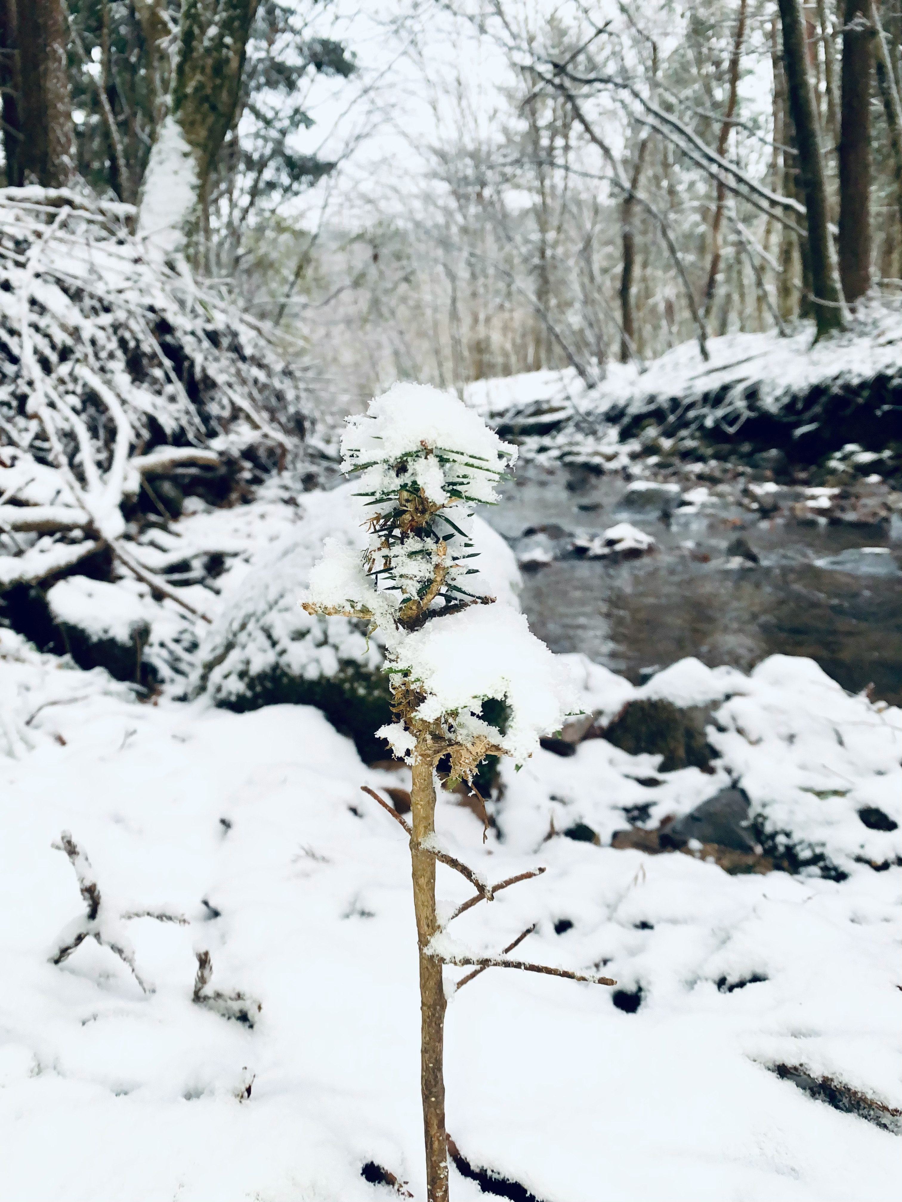雪覆蓋的林間小溪景象