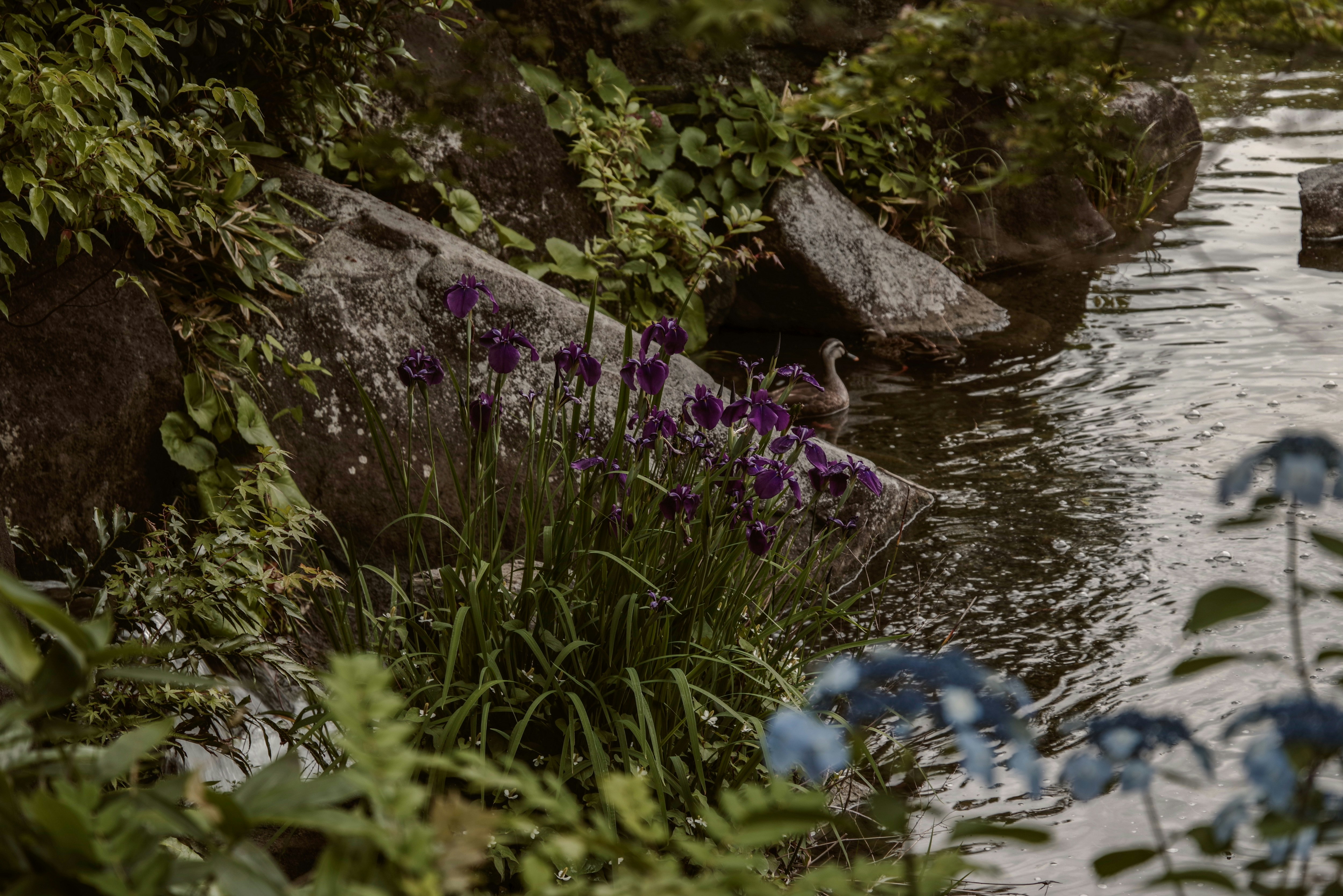 池のほとりで花菖蒲とカルガモが泳ぐ風景