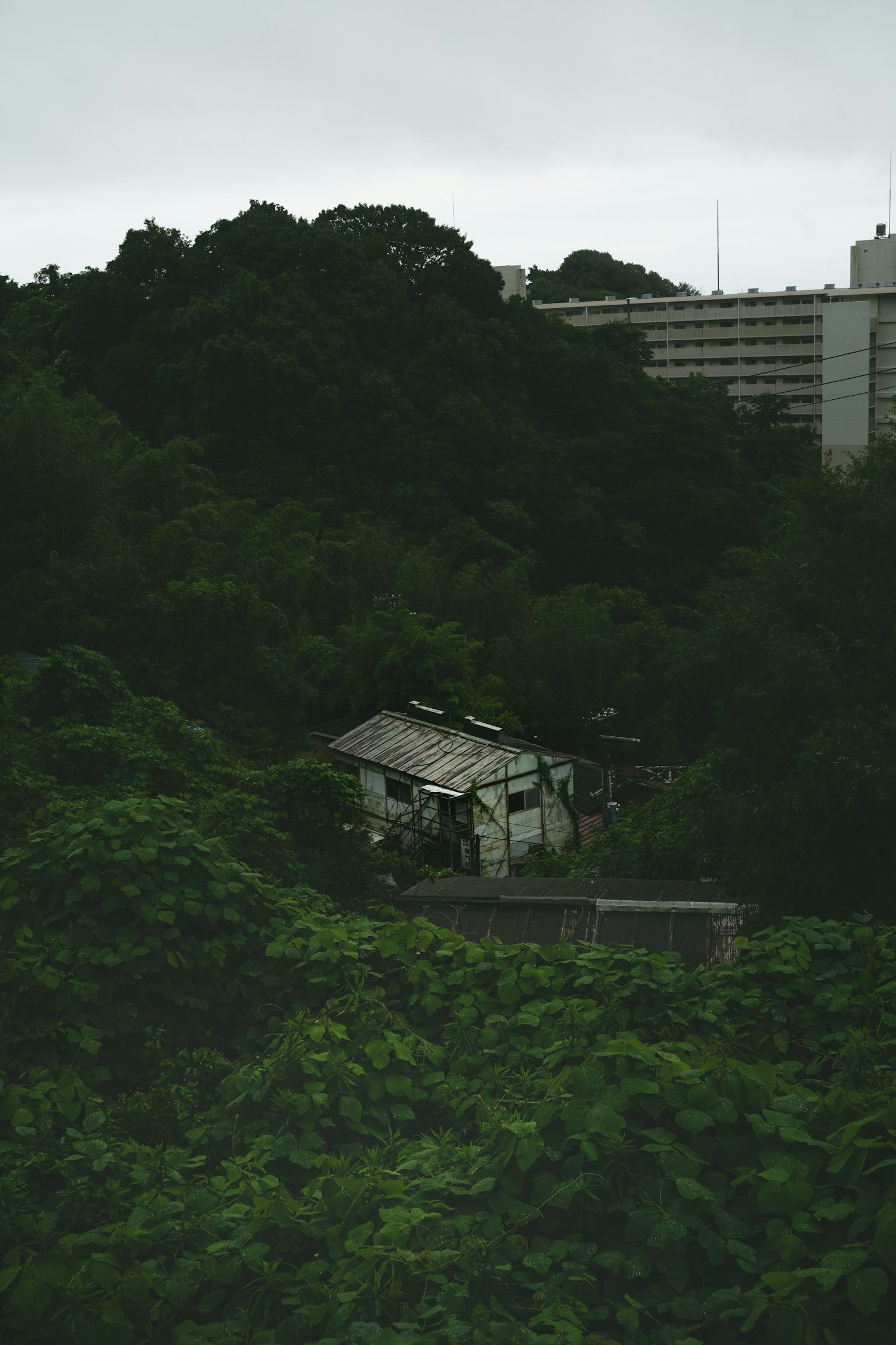 Una pequeña casa rodeada de vegetación con un edificio de gran altura al fondo