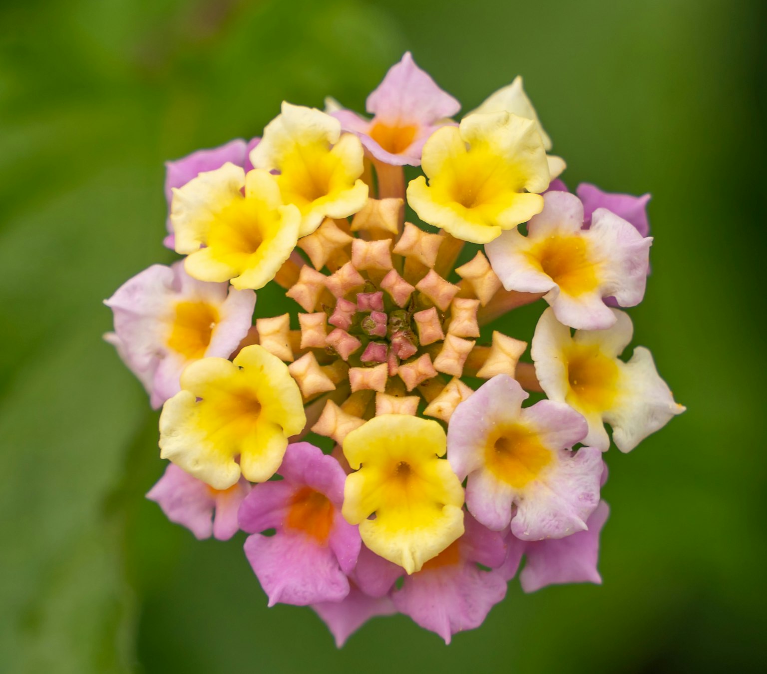 ภาพระยะใกล้ของดอกลันตาน่าที่มีกลีบสีสันสดใส