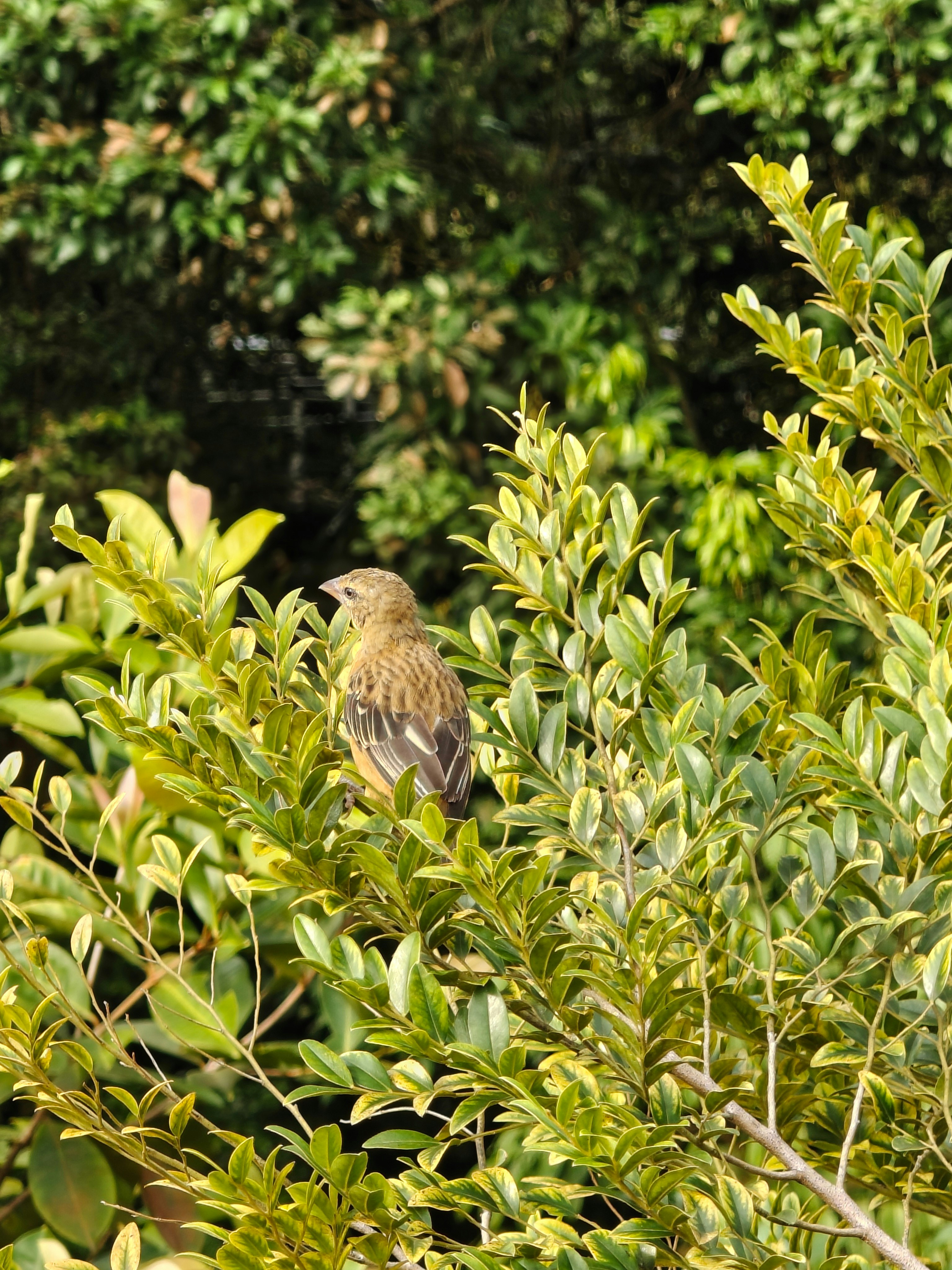 緑の茂みの中の小鳥