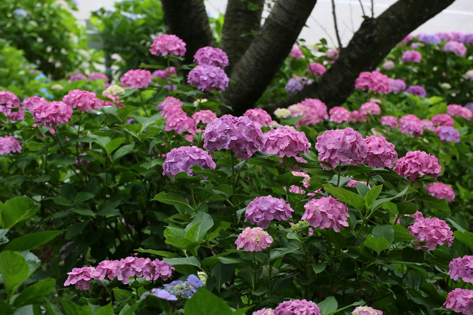 A garden scene with blooming hydrangeas in shades of pink and purple
