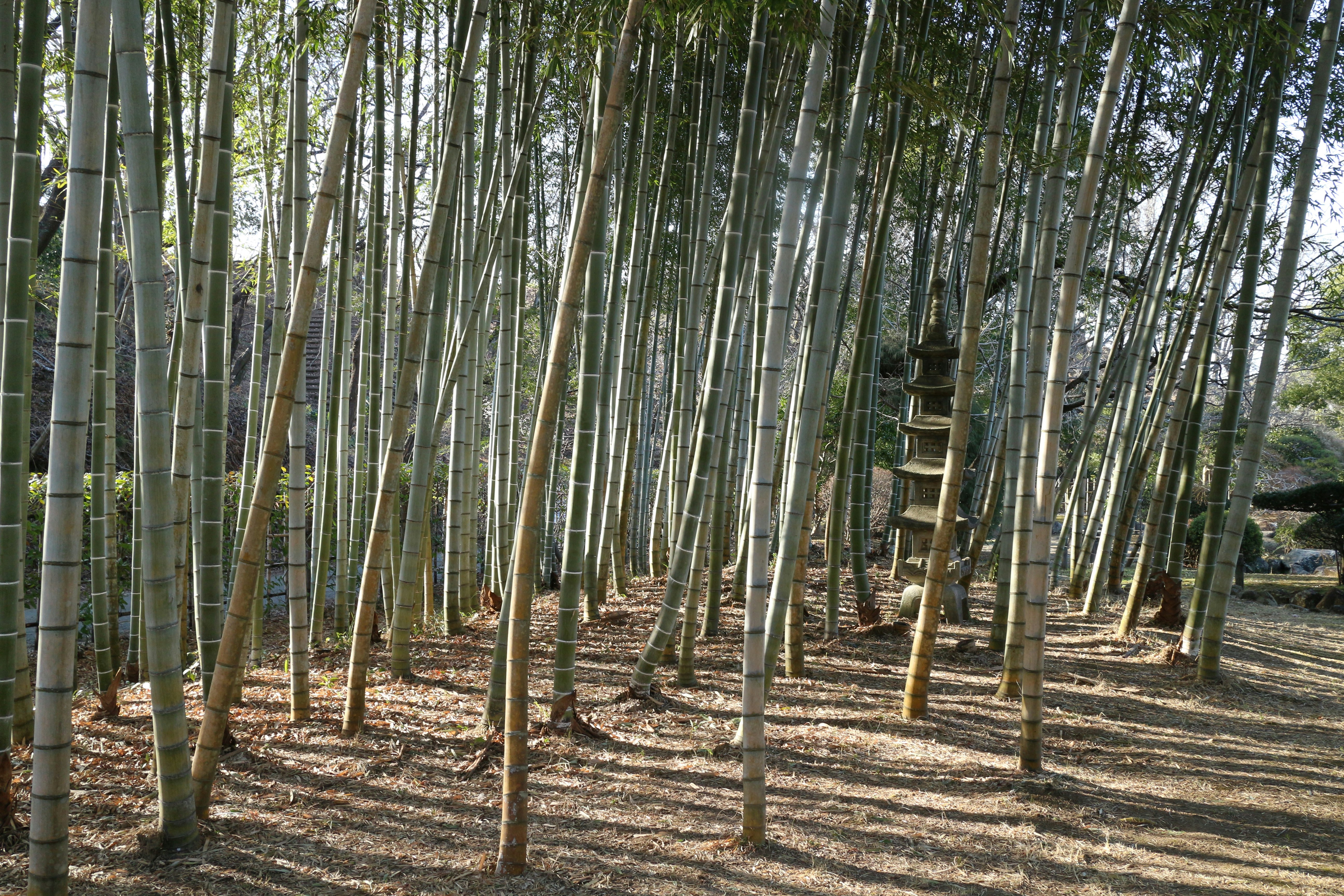 竹林の並ぶ細い幹と木漏れ日のある森の小径