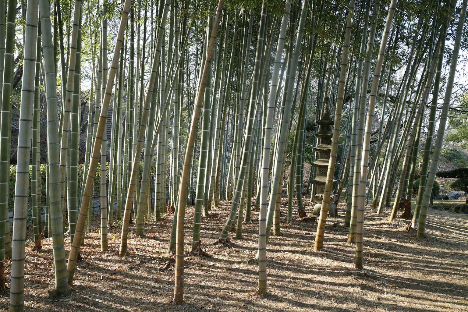 A serene bamboo grove with slender bamboo stalks standing tall