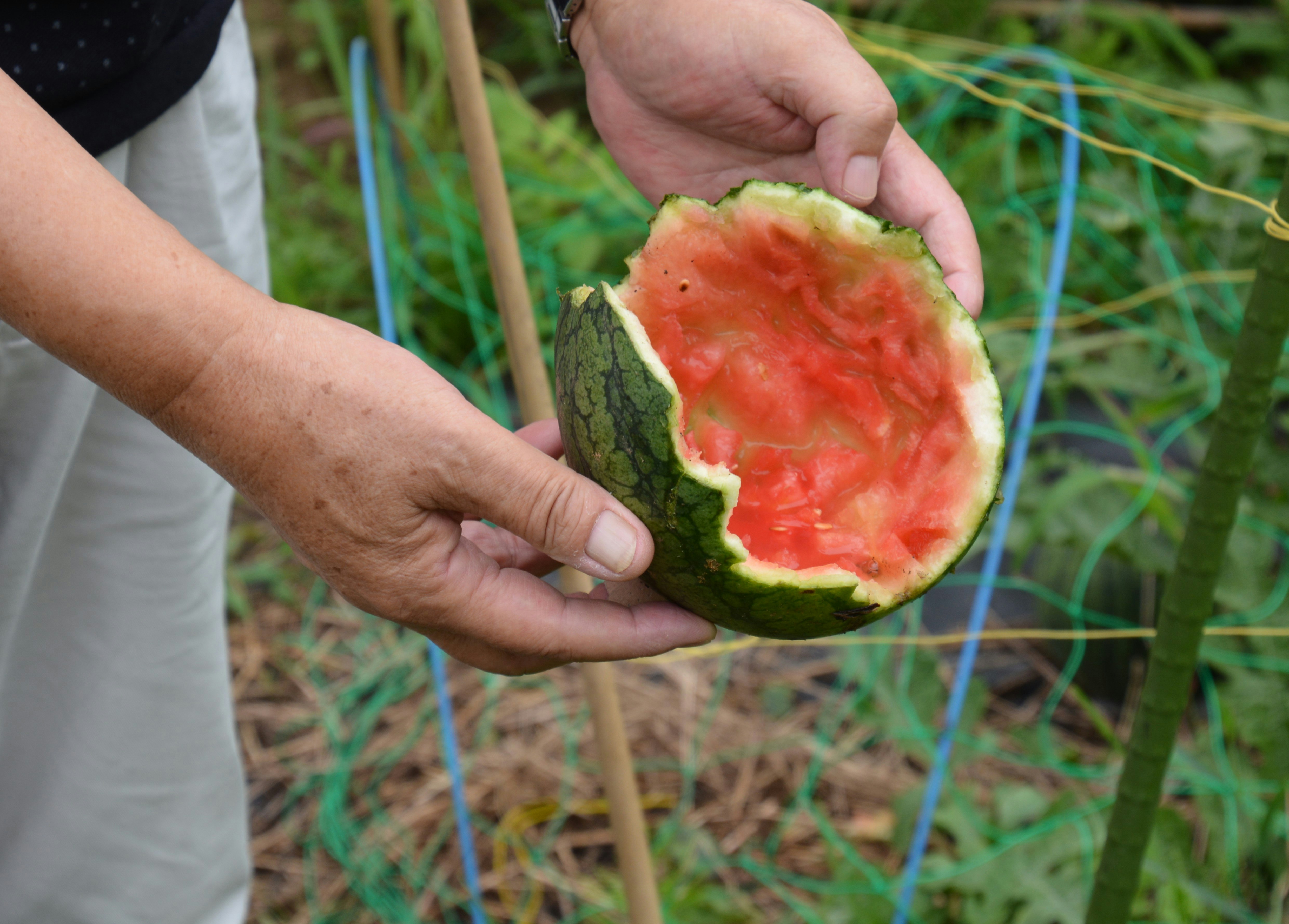 田地裡手捧西瓜切片