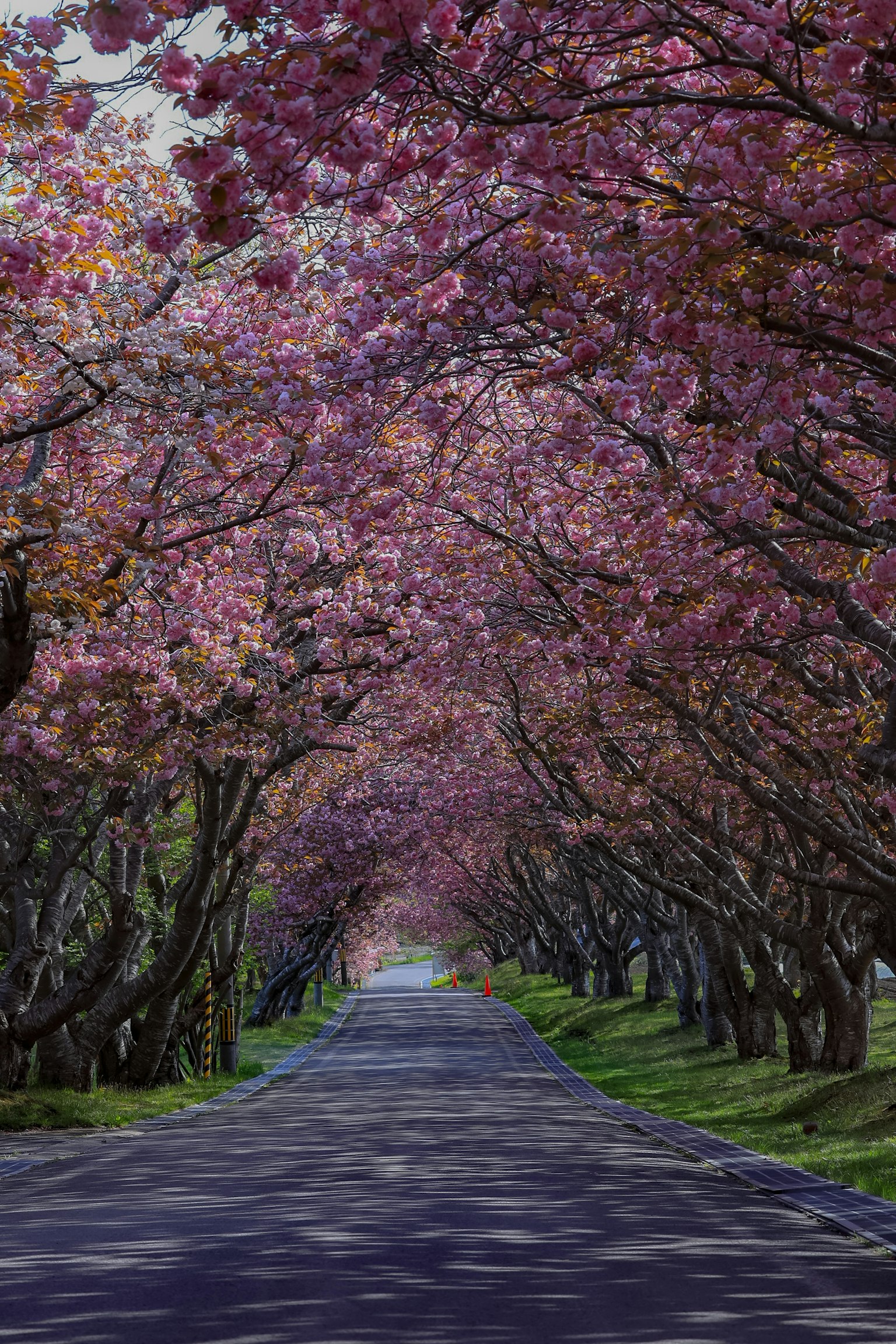 Vista escénica de un camino tranquilo bordeado de cerezos en flor