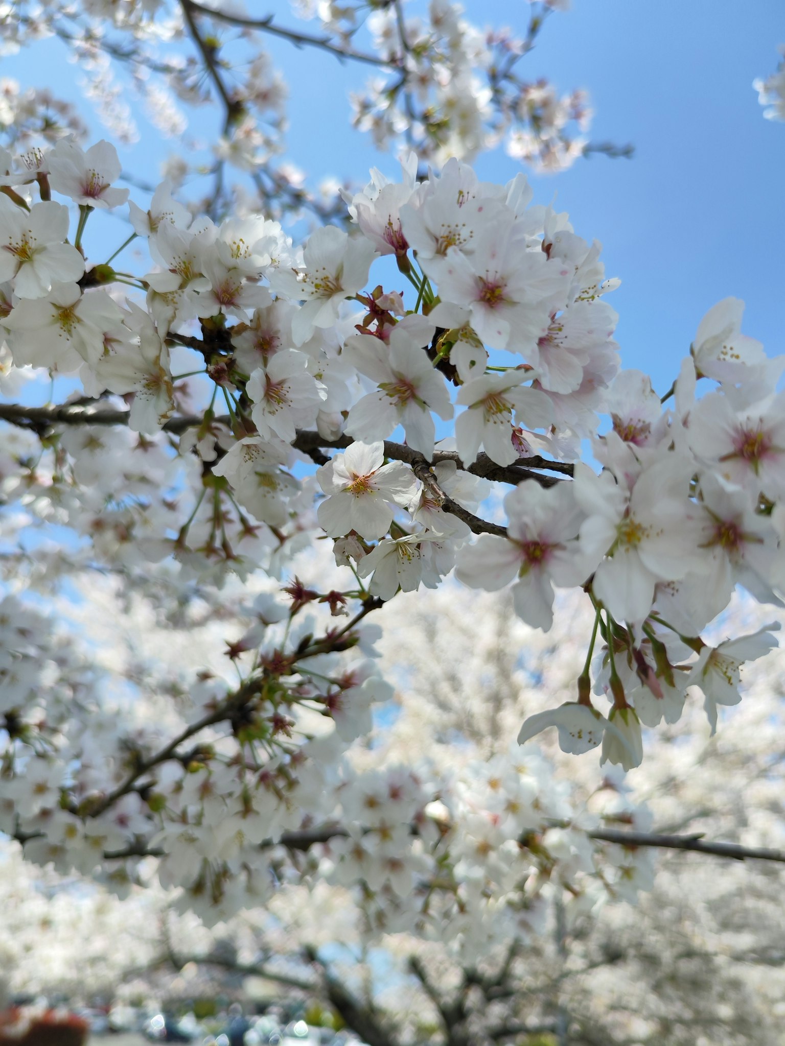 Bella scena di fiori di ciliegio in fiore
