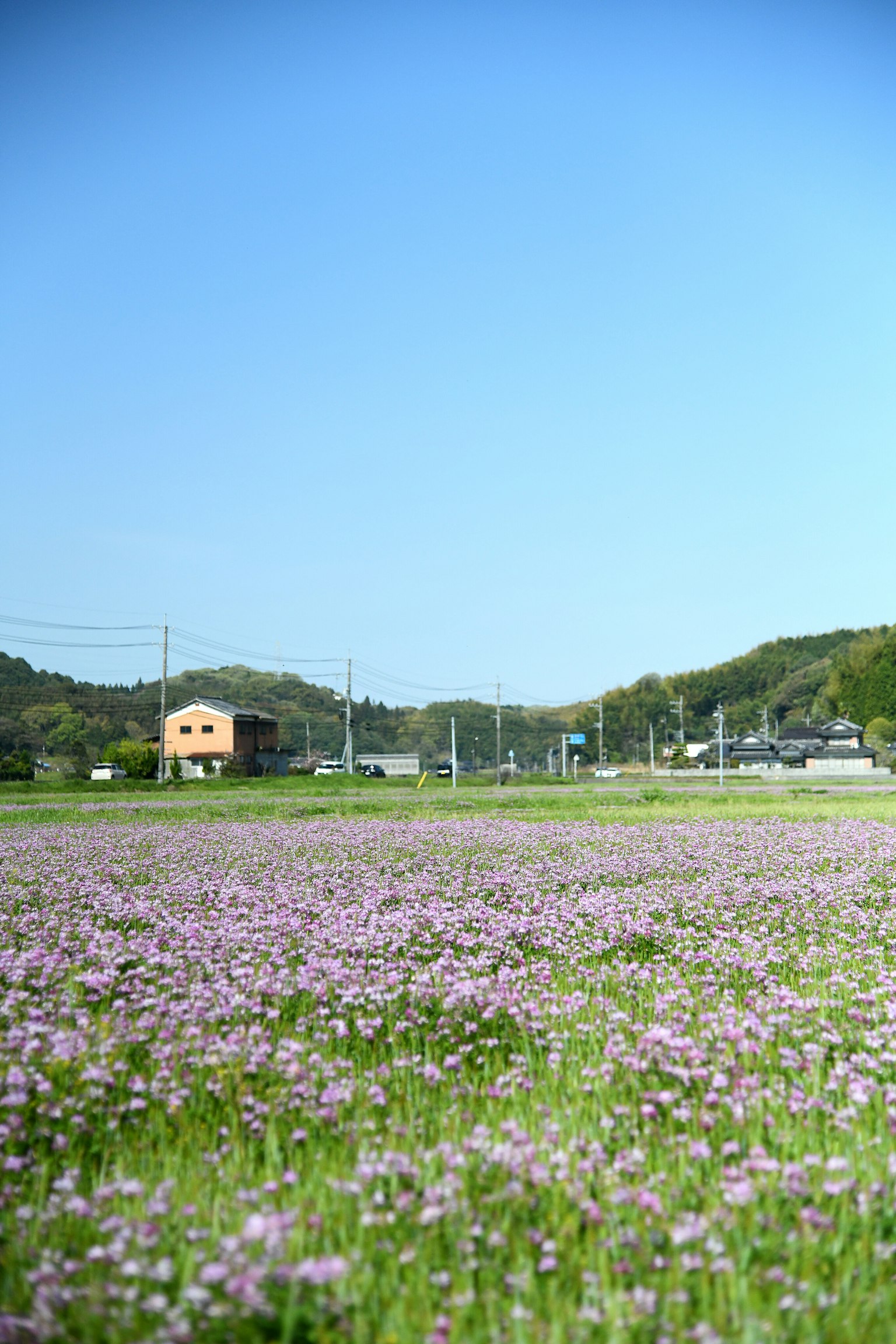Un paisaje con un campo de flores moradas bajo un cielo azul y una pequeña casa