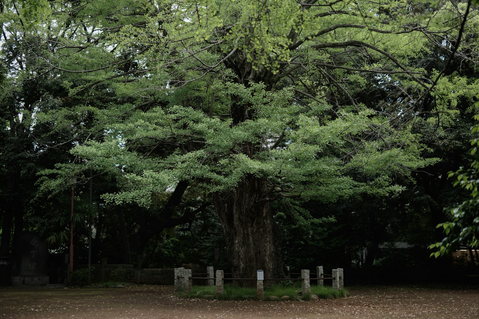Großer Baum mit umfangreichem grünem Laub umgeben von Steinen