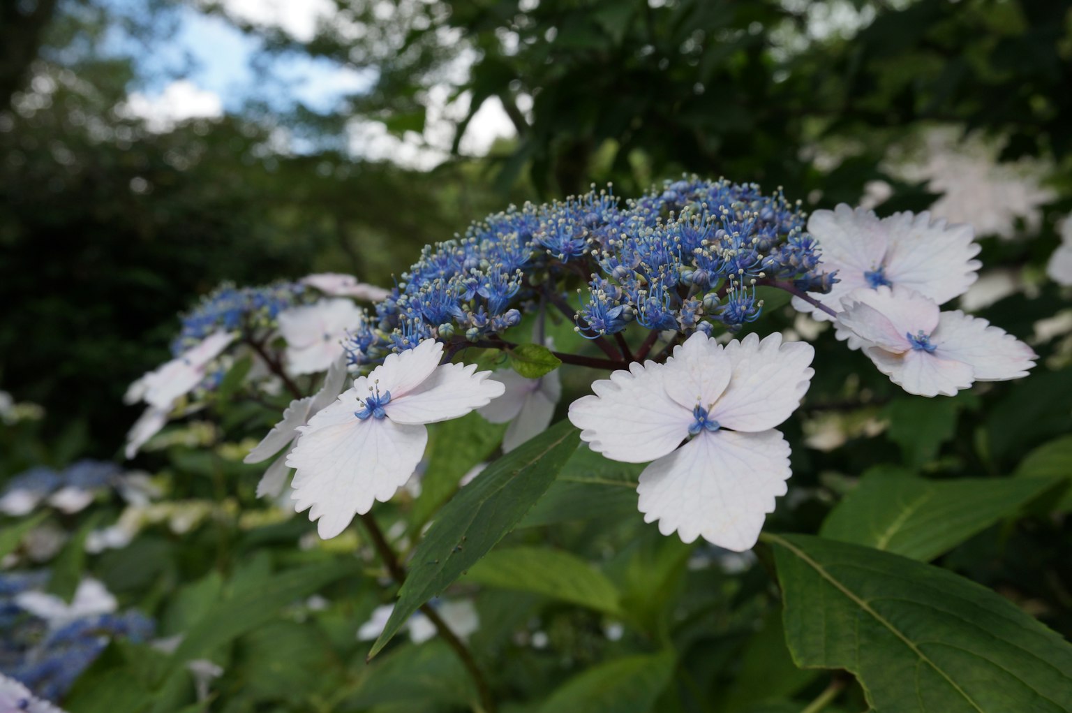 Kedekatan bunga hydrangea putih dengan aksen biru