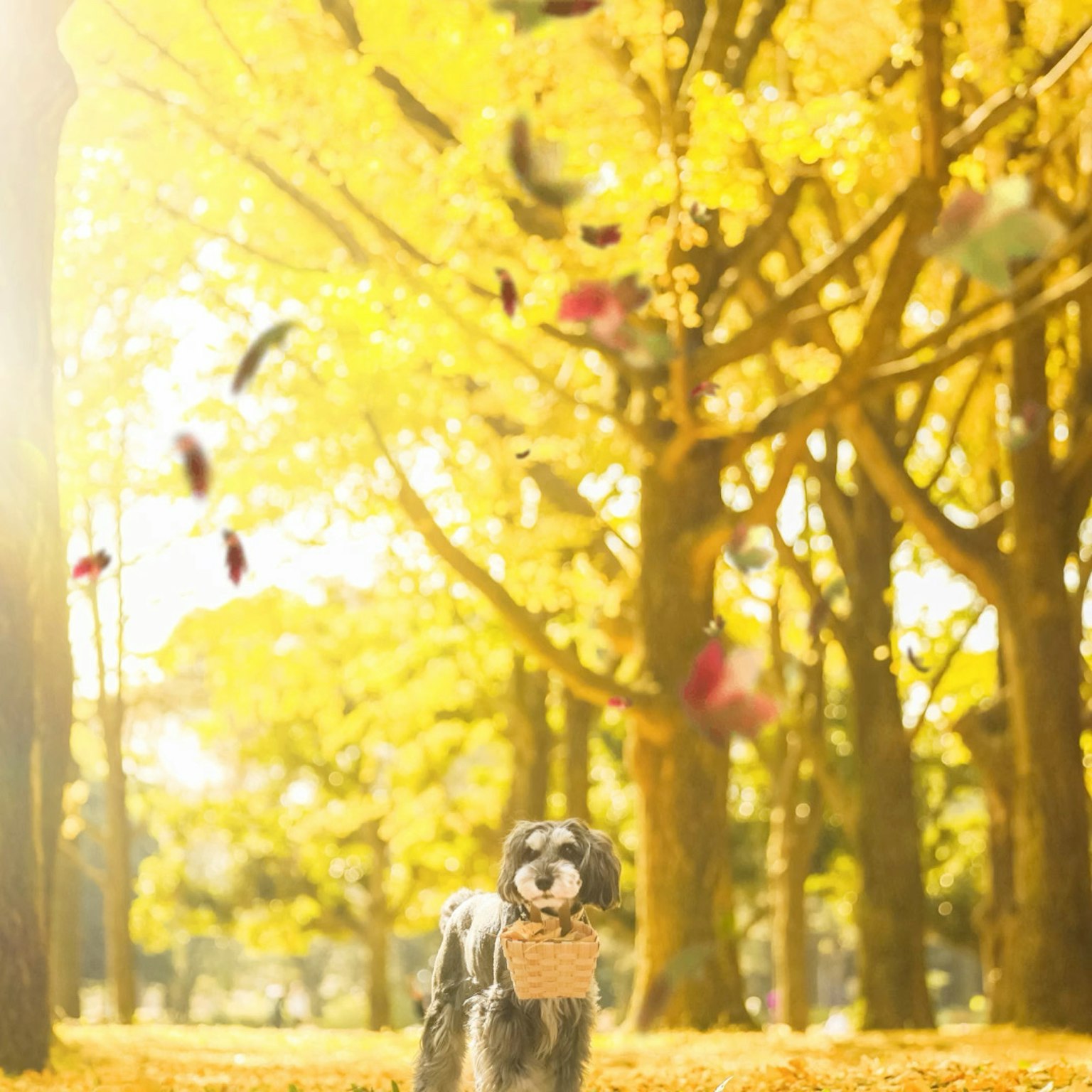 Un chien tenant un panneau dans un parc d'automne avec des feuilles jaunes et des feuilles tombantes