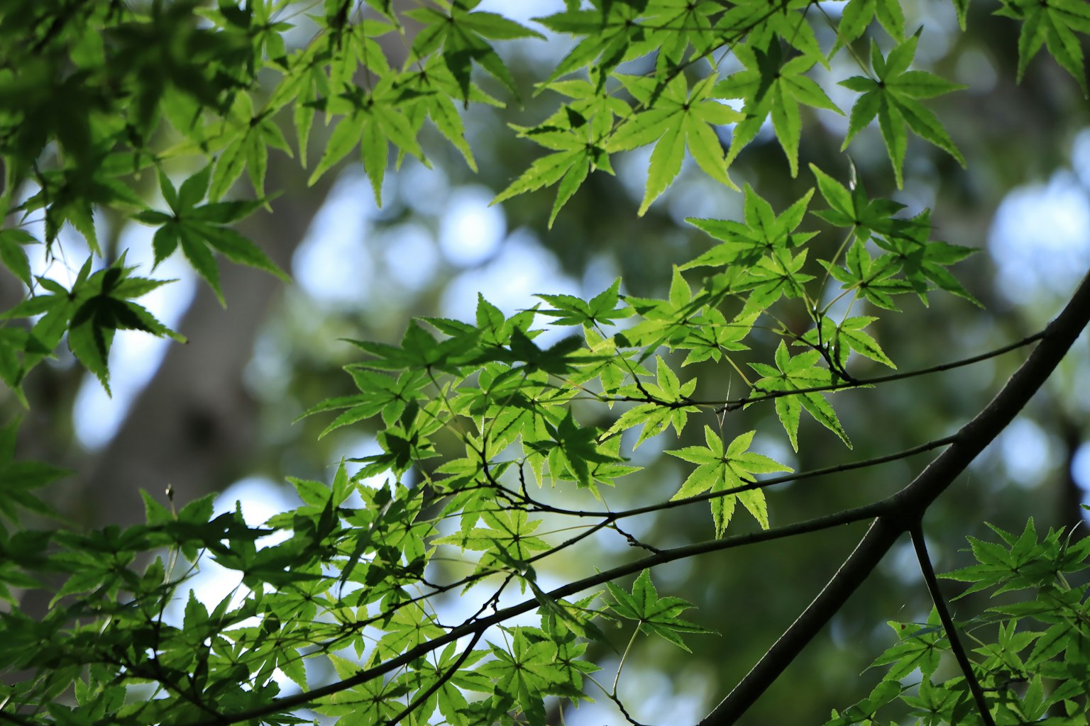 綠色楓葉在藍天的照耀下閃耀