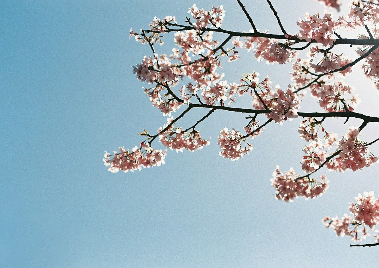 Rami di ciliegio in fiore contro un cielo blu chiaro