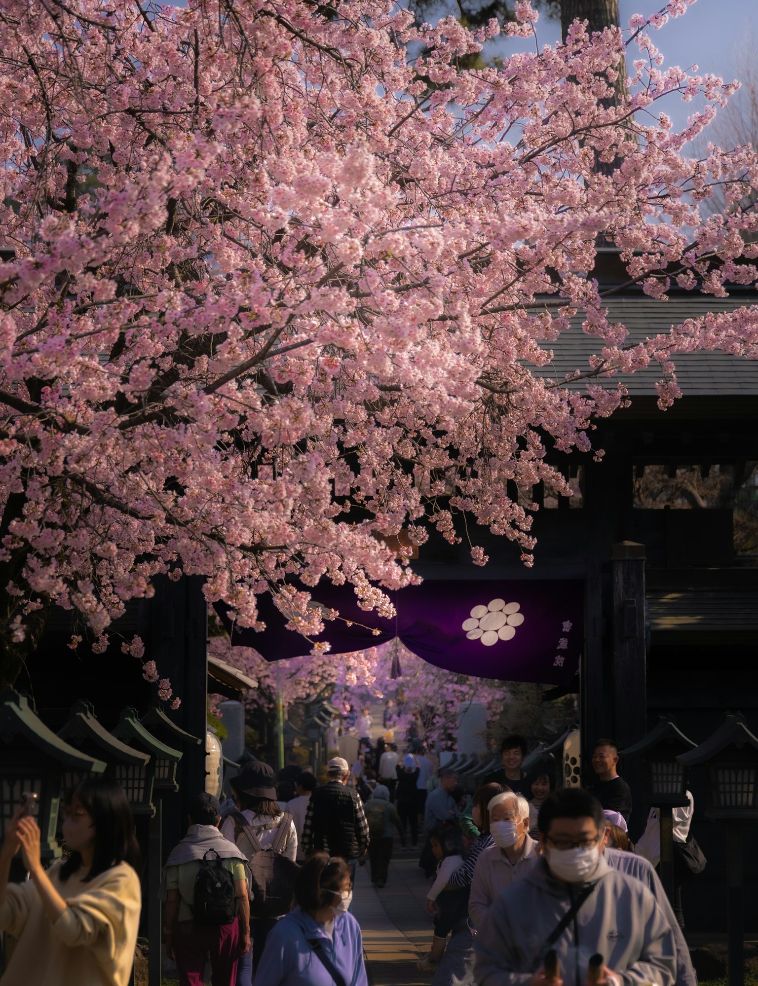 Persone che camminano sotto alberi di ciliegio in fiore