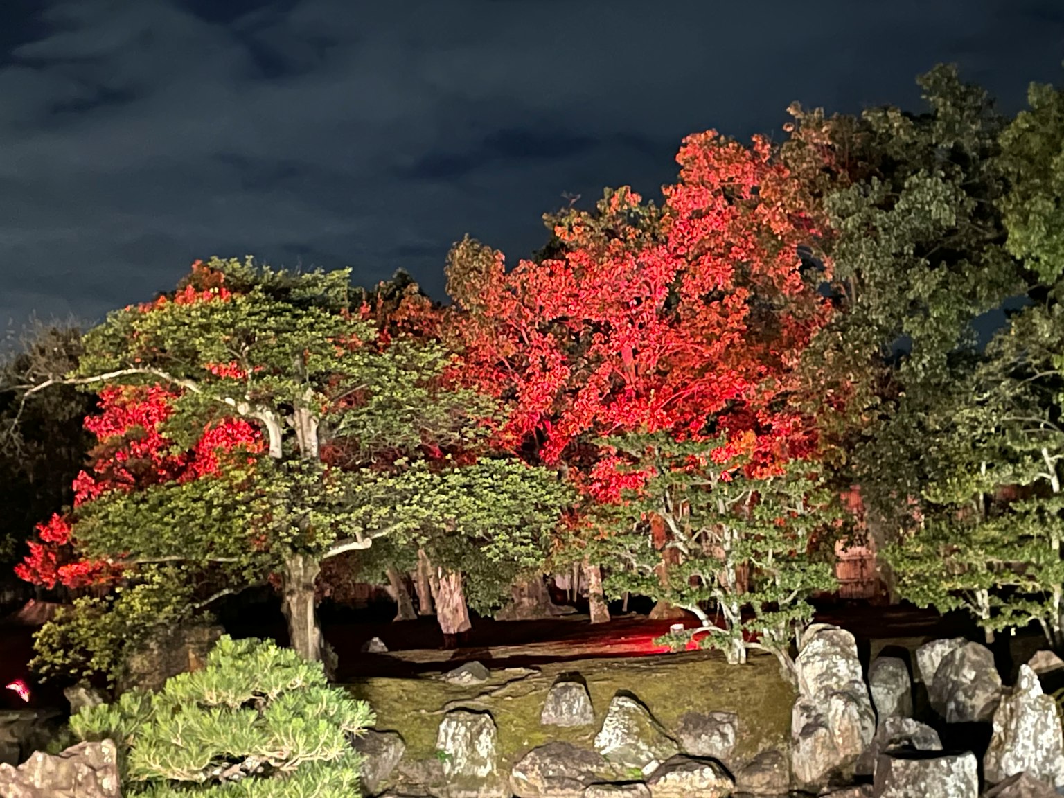 夜間花園場景，鮮豔的紅色葉子和綠色松樹