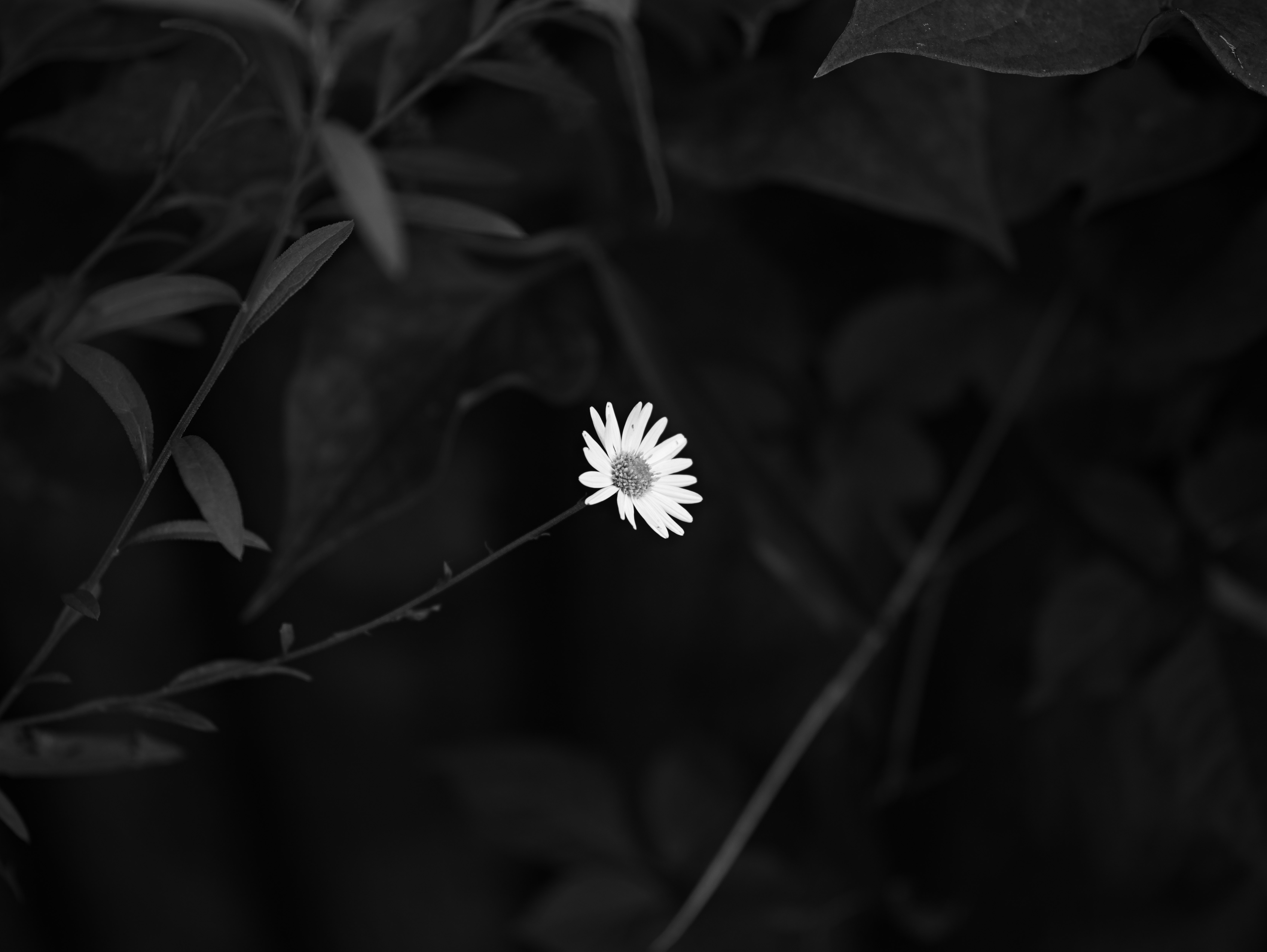黒い葉の中に咲く白い小さな花のクローズアップ