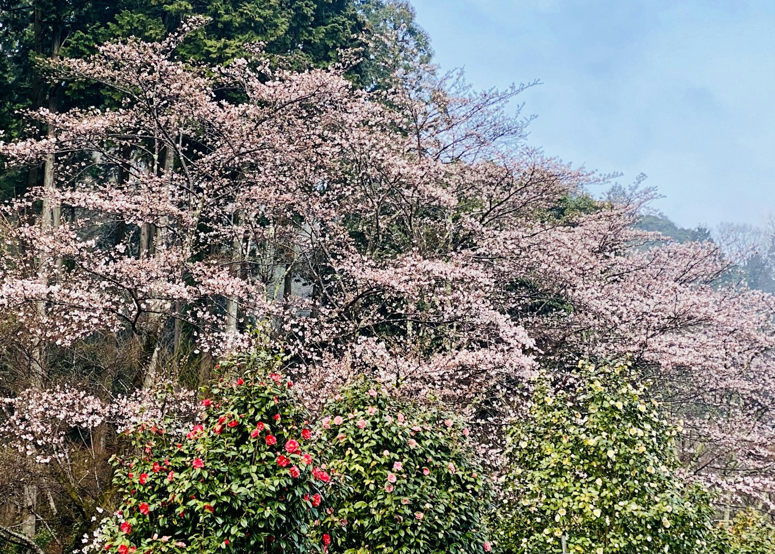 Landscape featuring blooming cherry blossom trees and green plants