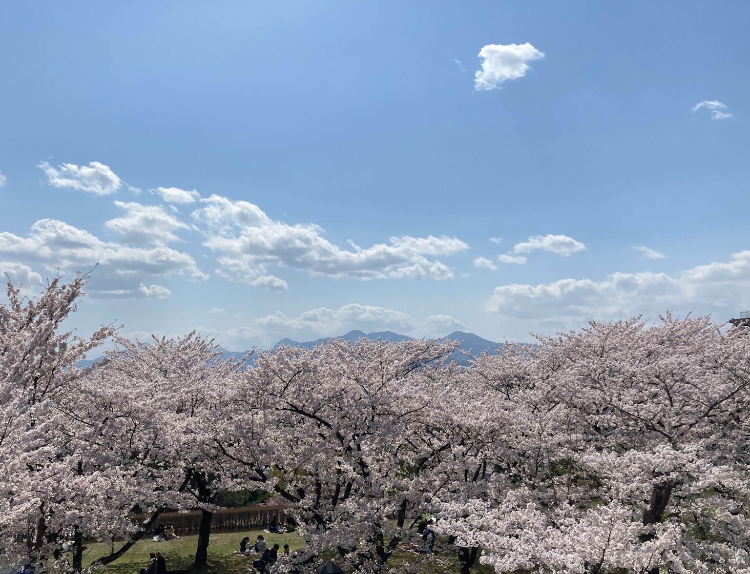 Landscape of cherry blossom trees under a blue sky
