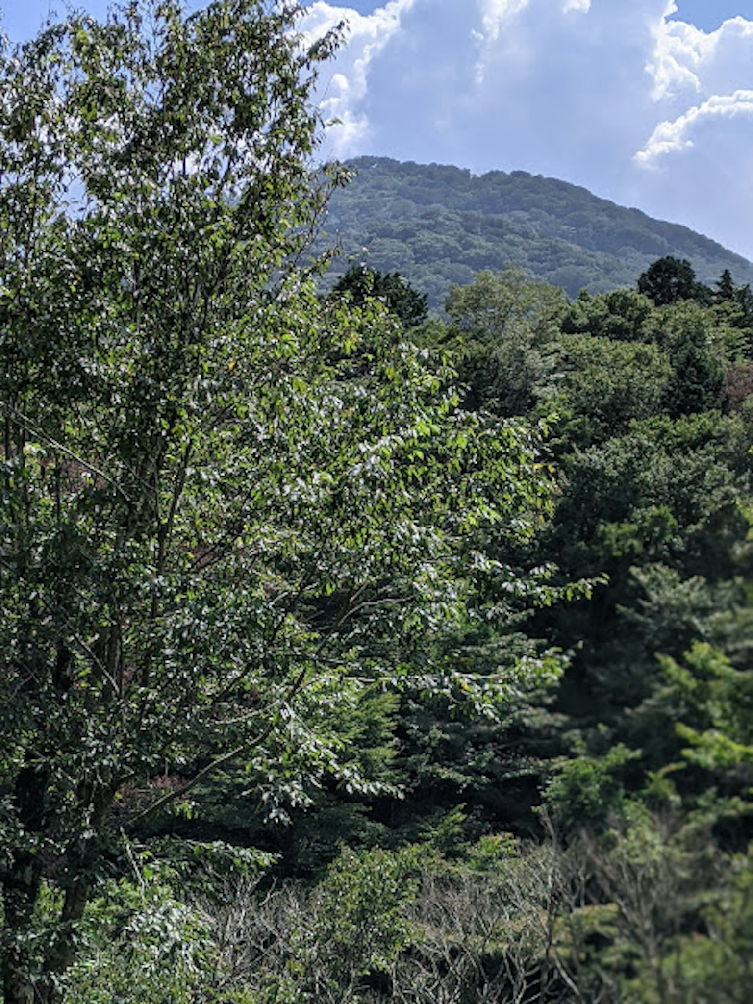 Vista panoramica di alberi verdi e una montagna distante