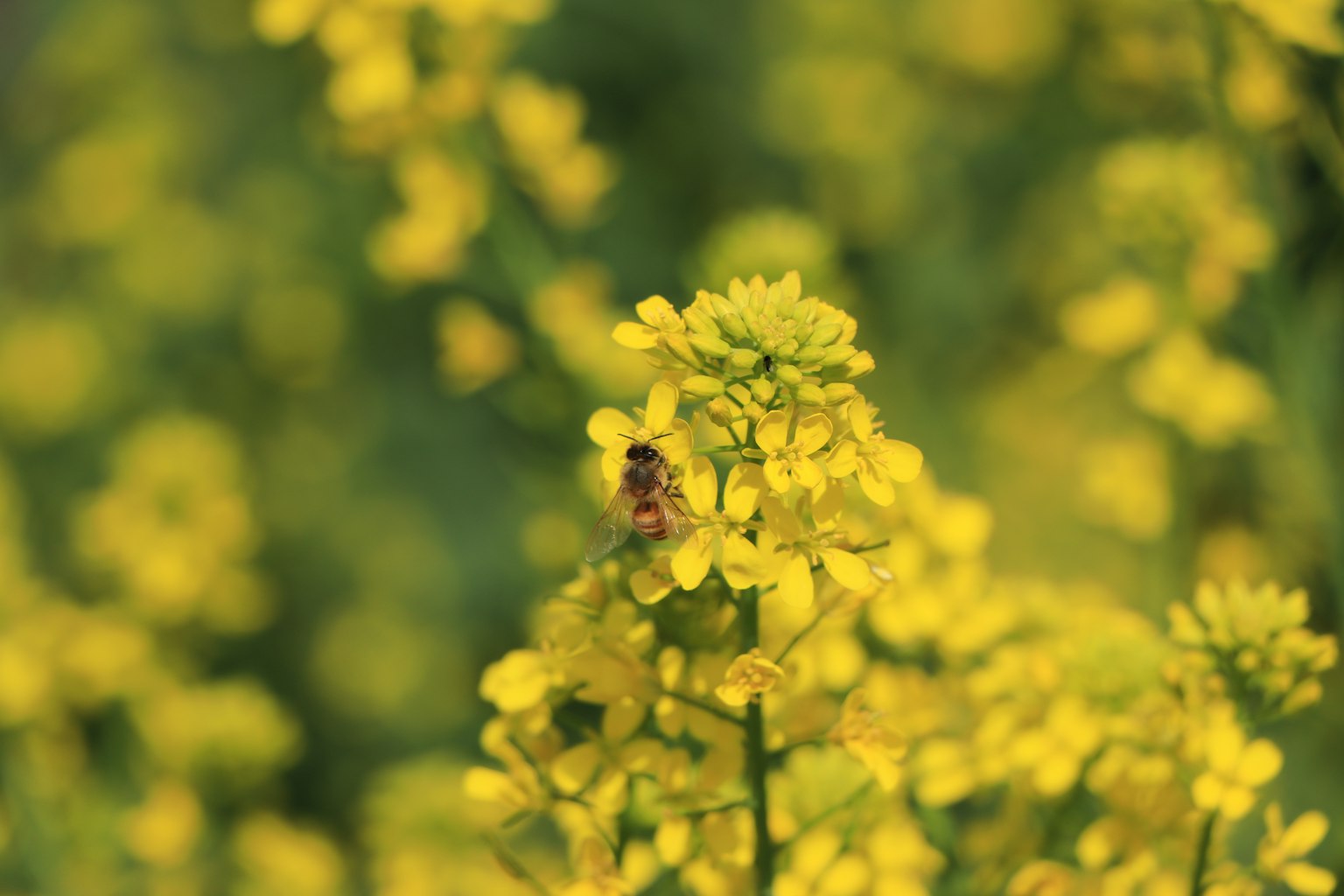 Primo piano di fiori gialli con un'ape