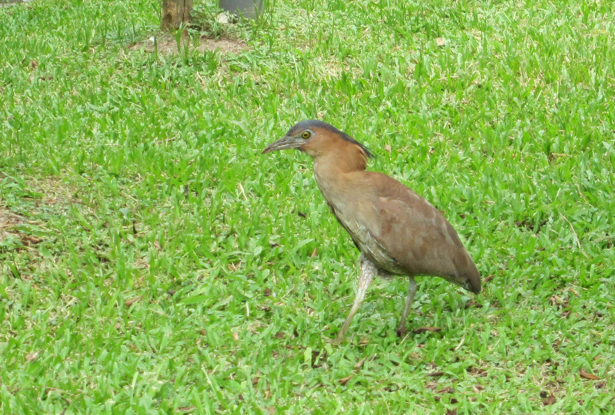 綠草地上行走的鳥