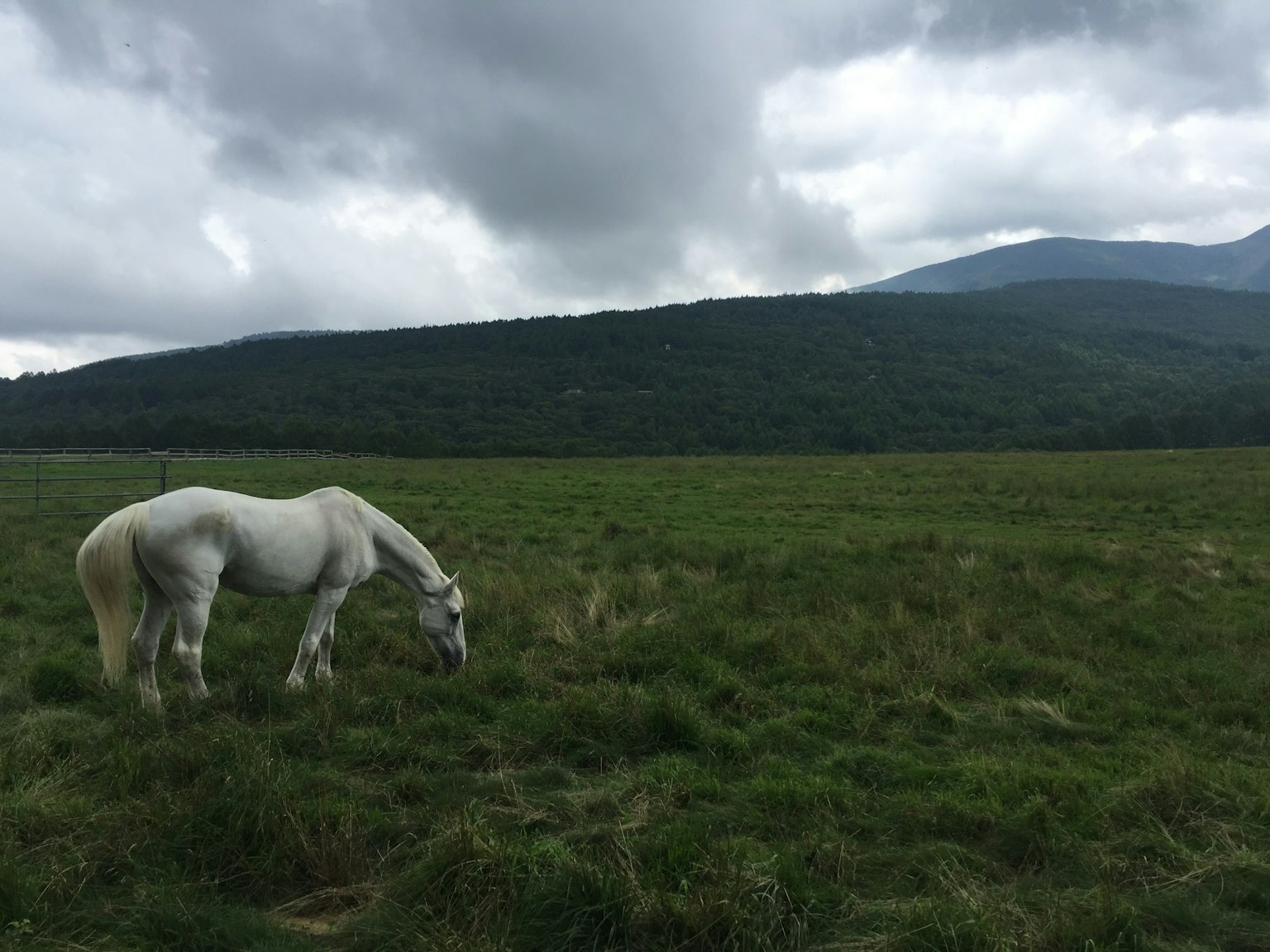 Un unicorno bianco che pascola in un campo erboso con montagne sullo sfondo
