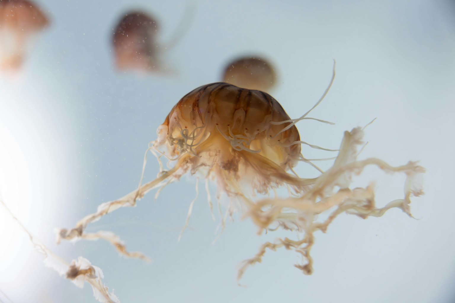 Eine transparente Qualle, die im Wasser schwebt