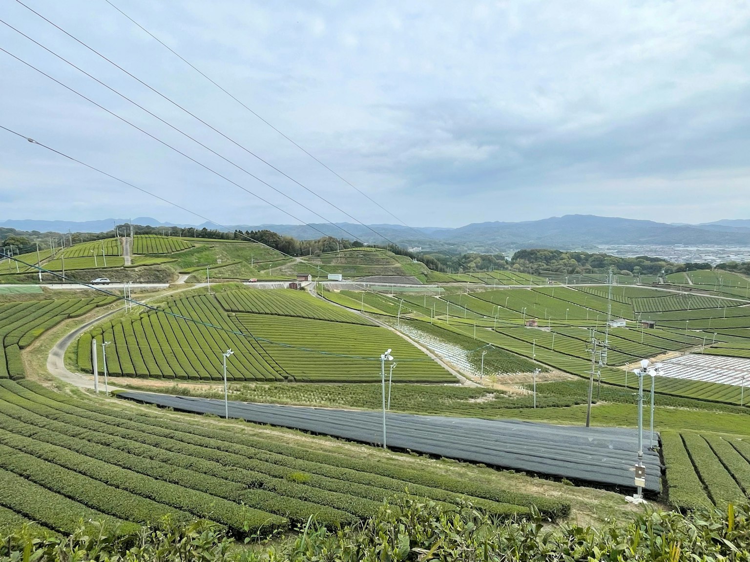 Lush green tea fields with power lines and hills in the background