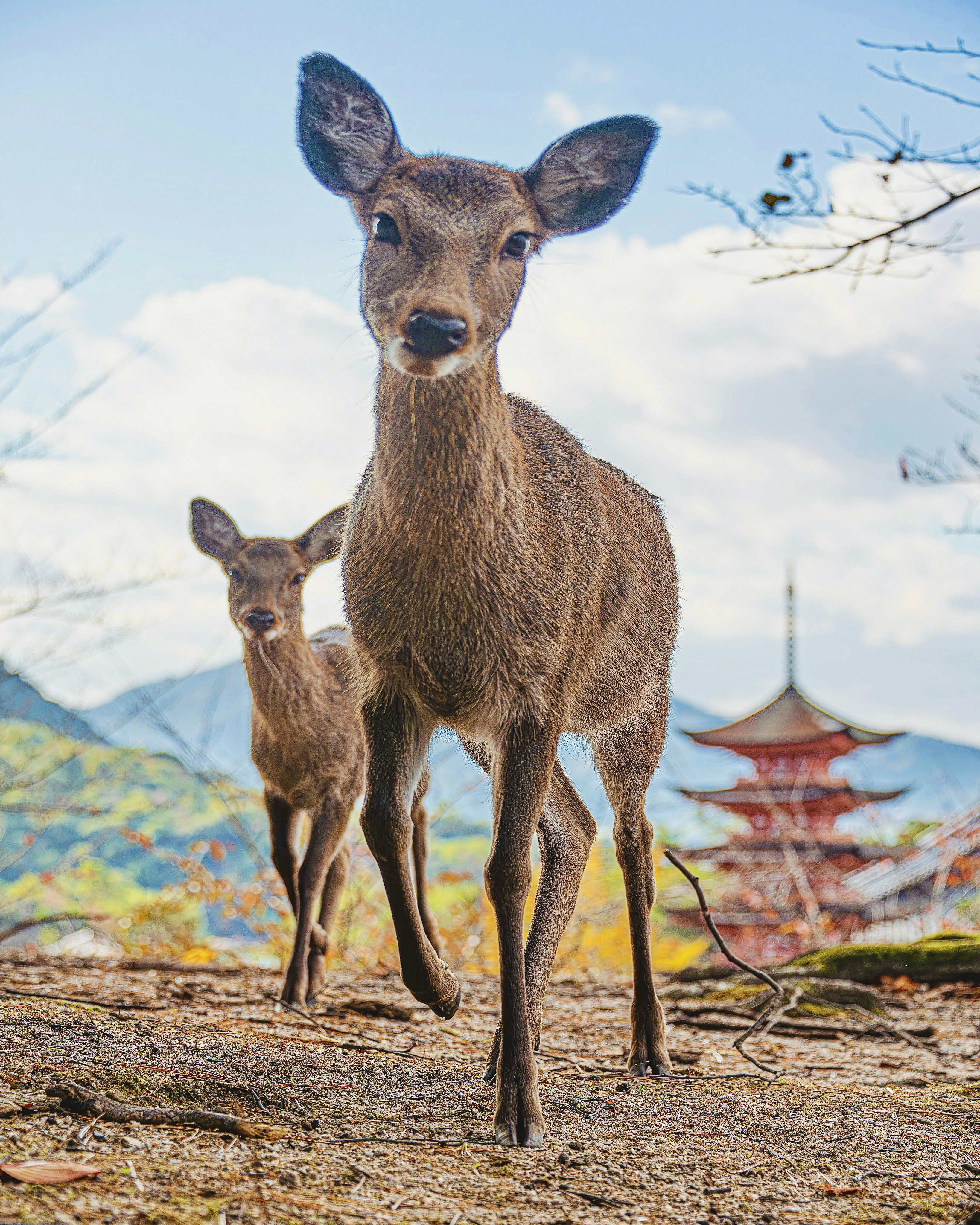 Deer standing on a hill at Miyajima with red Itsukushima Shrine buildings in the background
