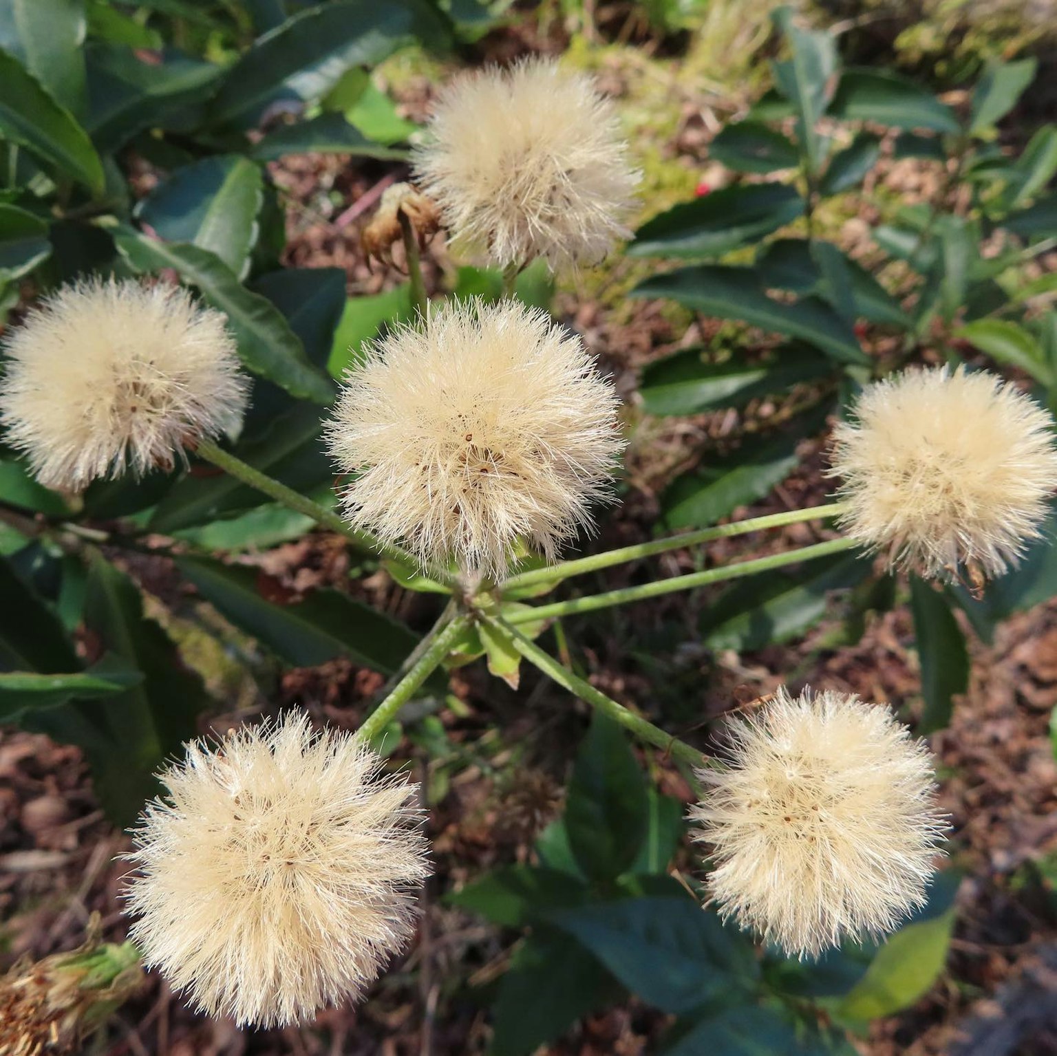 特寫植物，具有獨特的蓬鬆白色花朵
