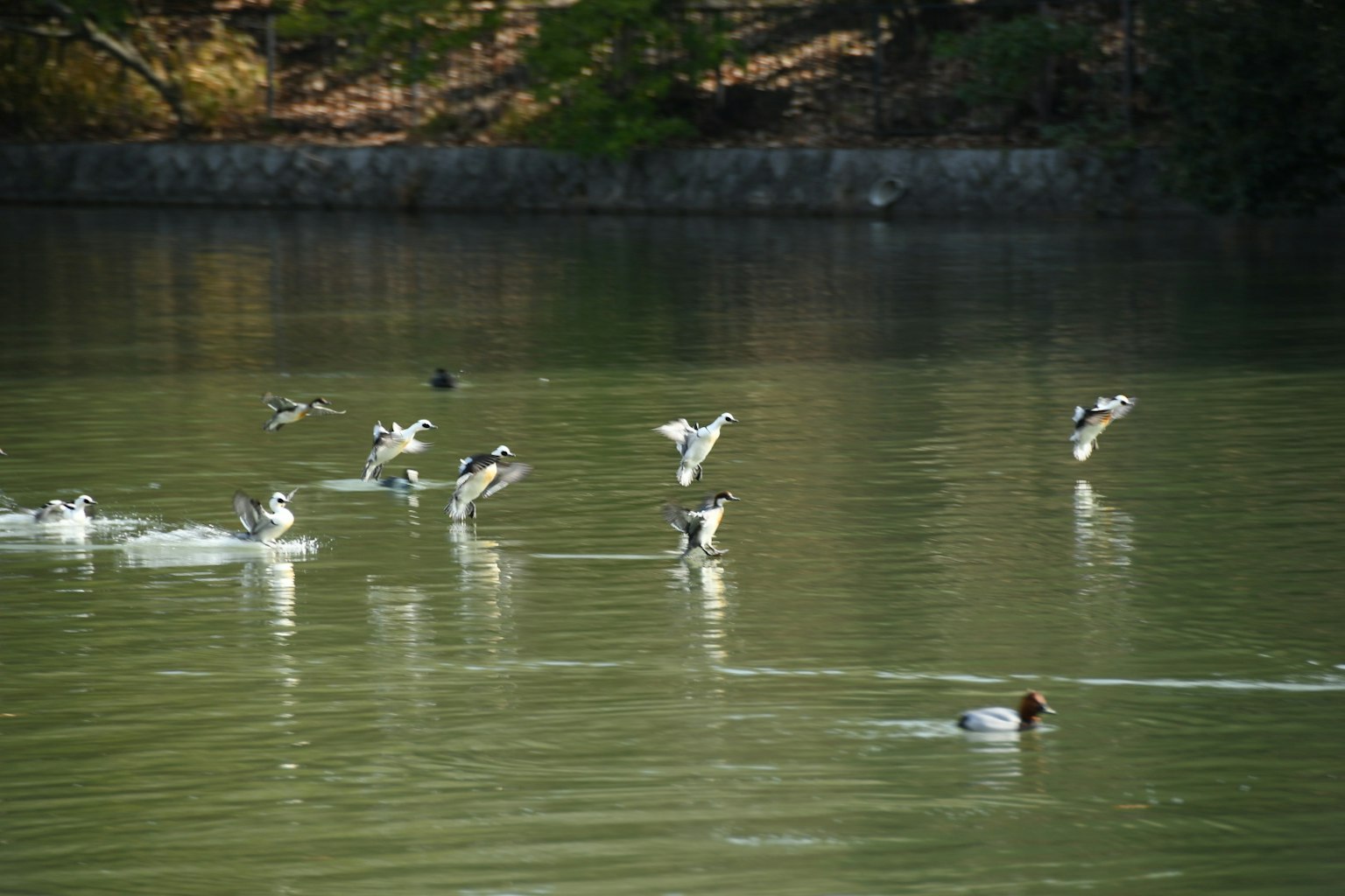 Aves volando sobre el agua con un pato nadando