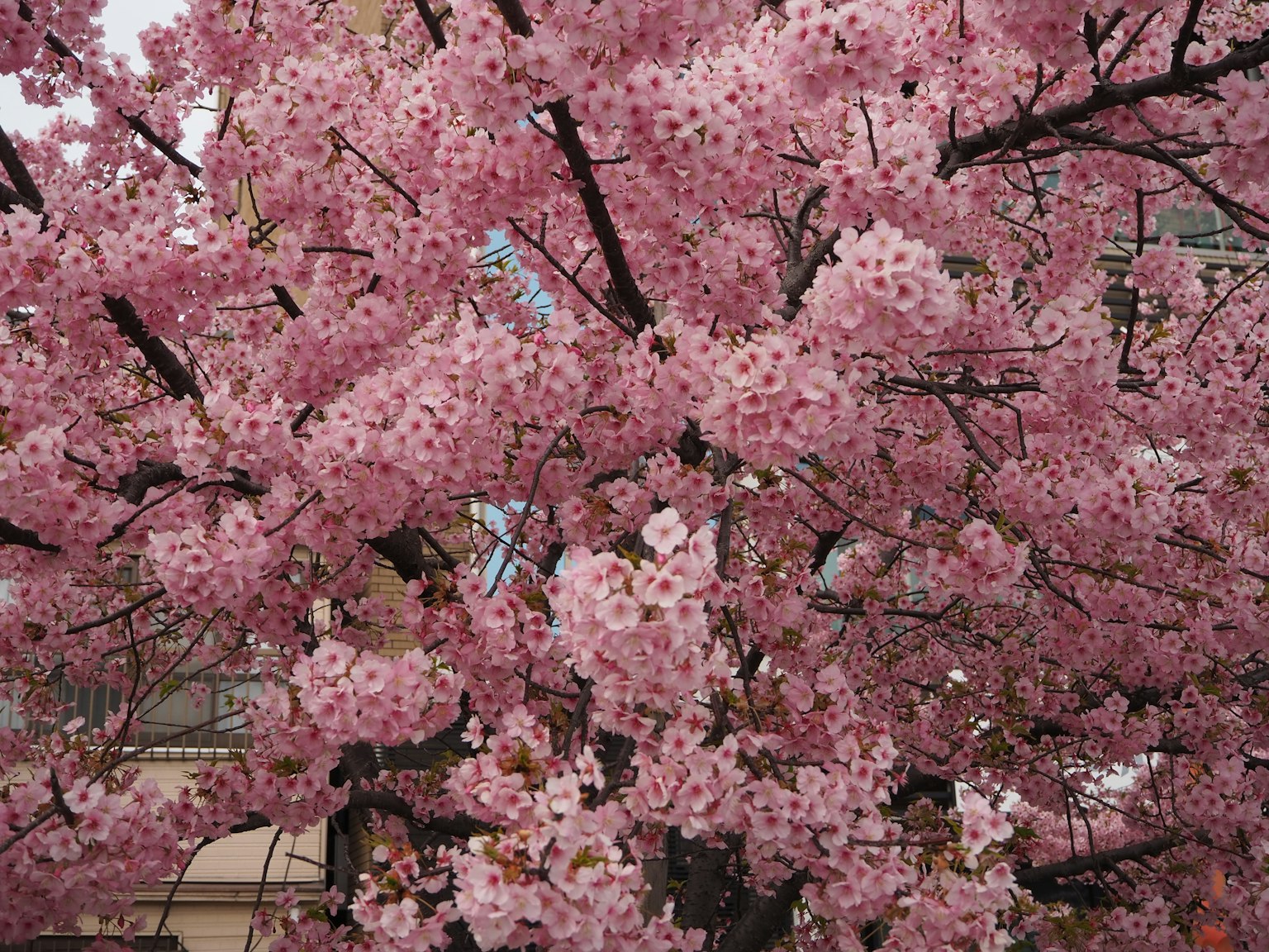 Albero di ciliegio in piena fioritura con fiori rosa