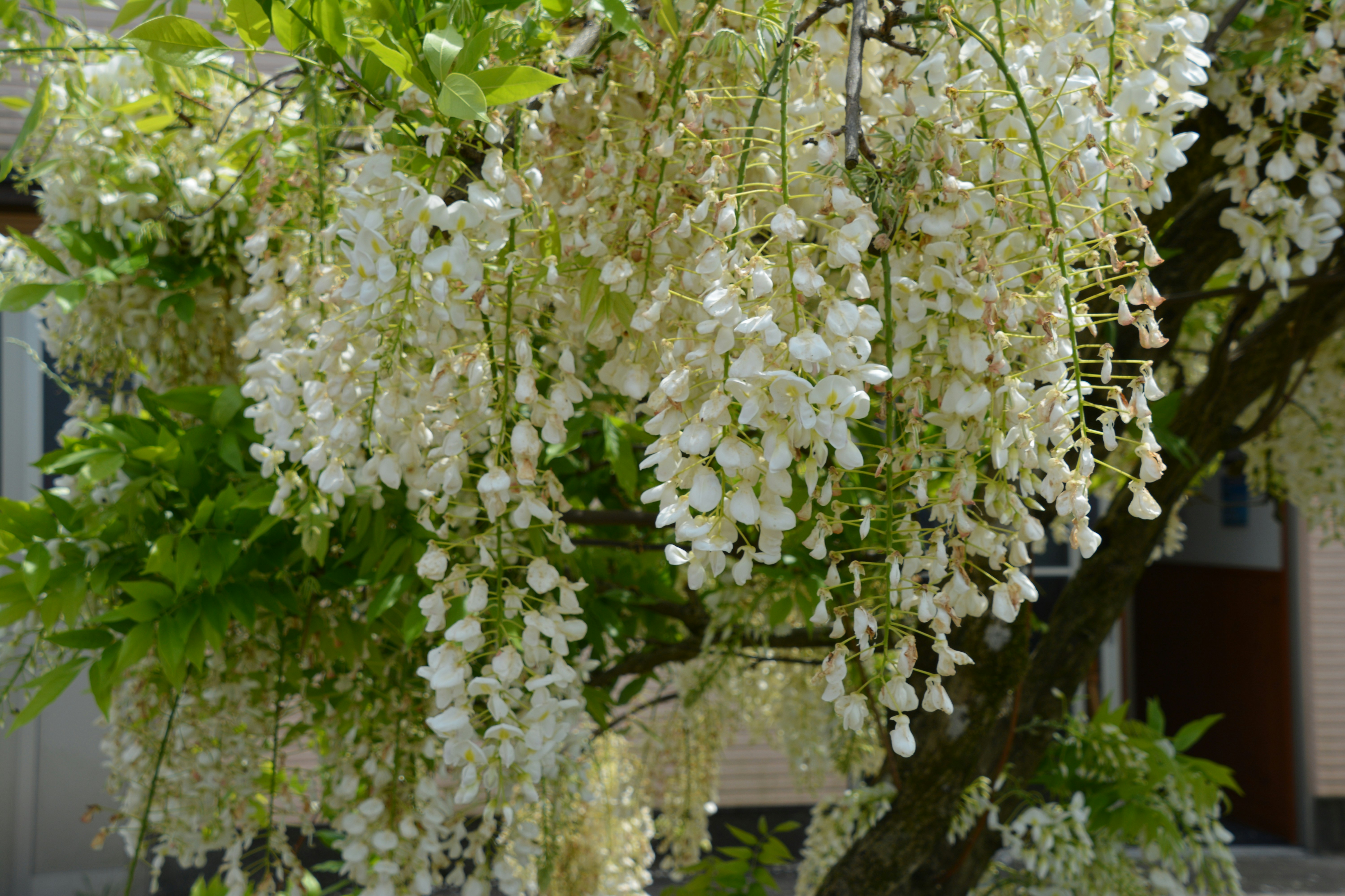 白い花が枝垂れる木の下の庭先