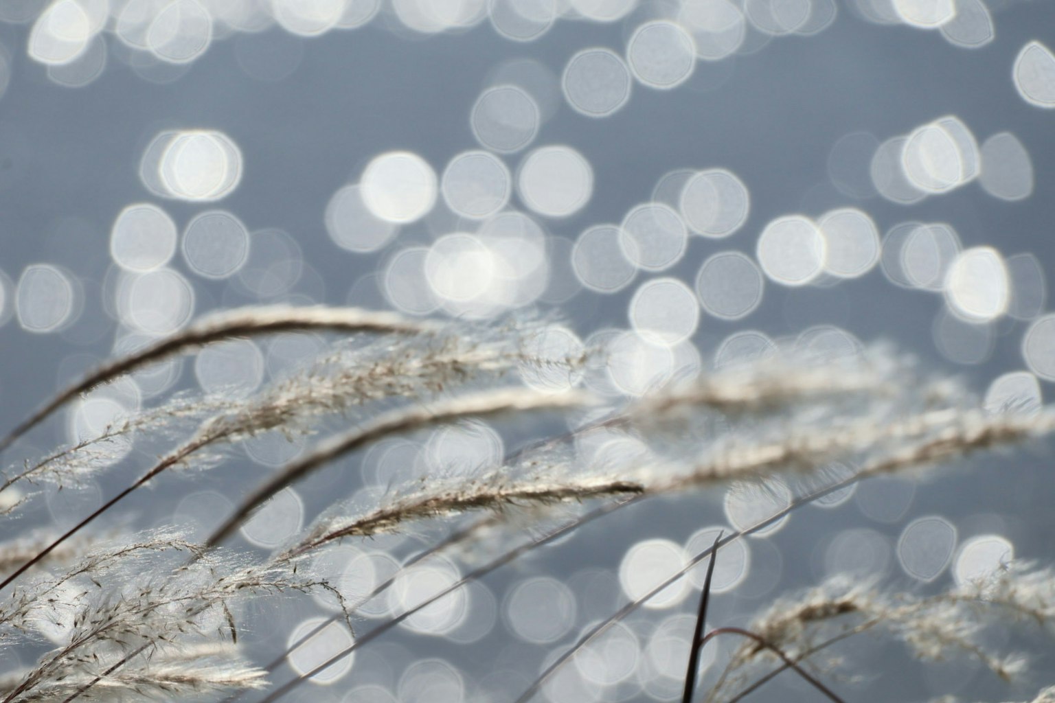 Grass blades in front of shimmering water surface