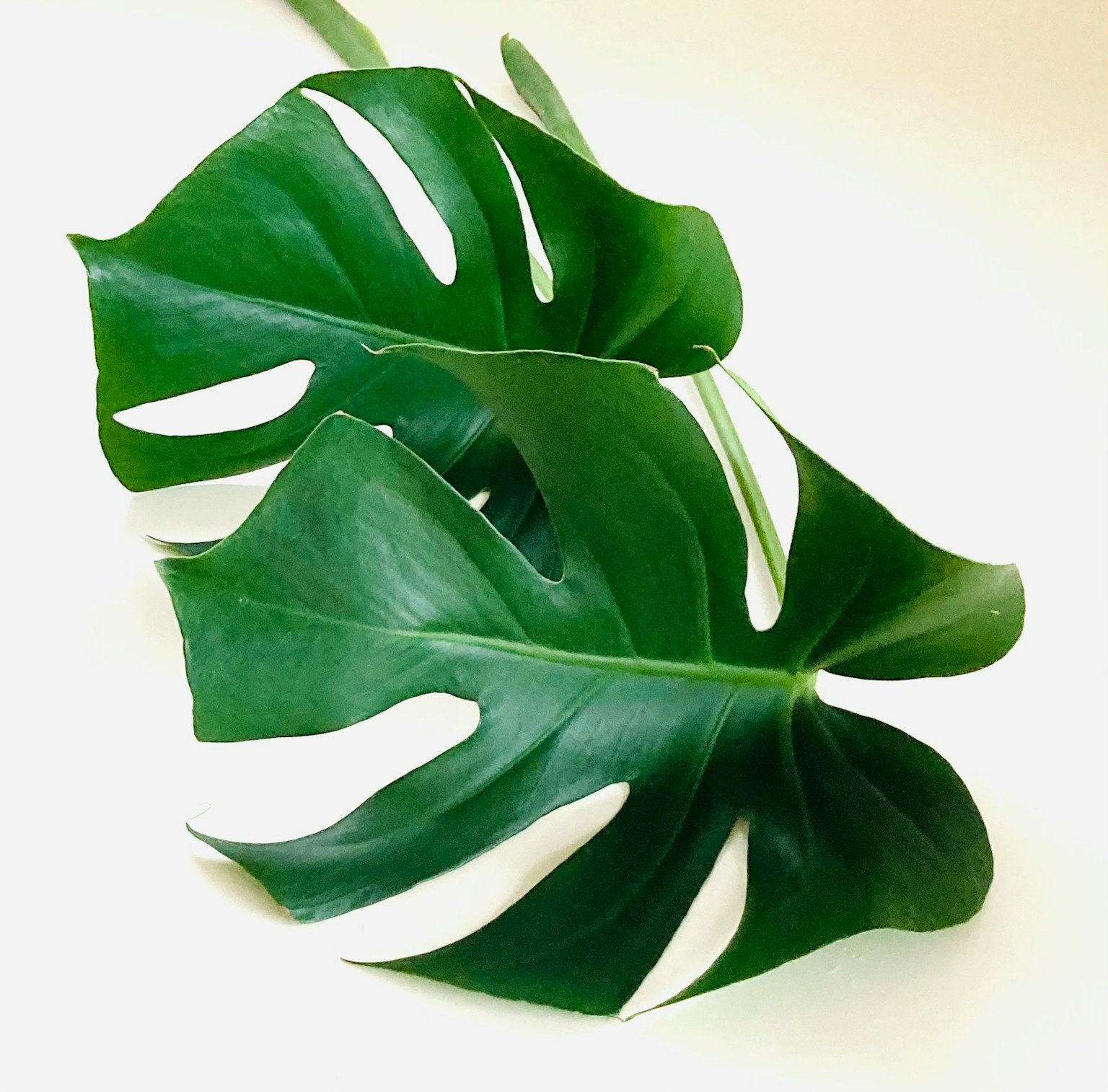 Green monstera leaves with white patterns