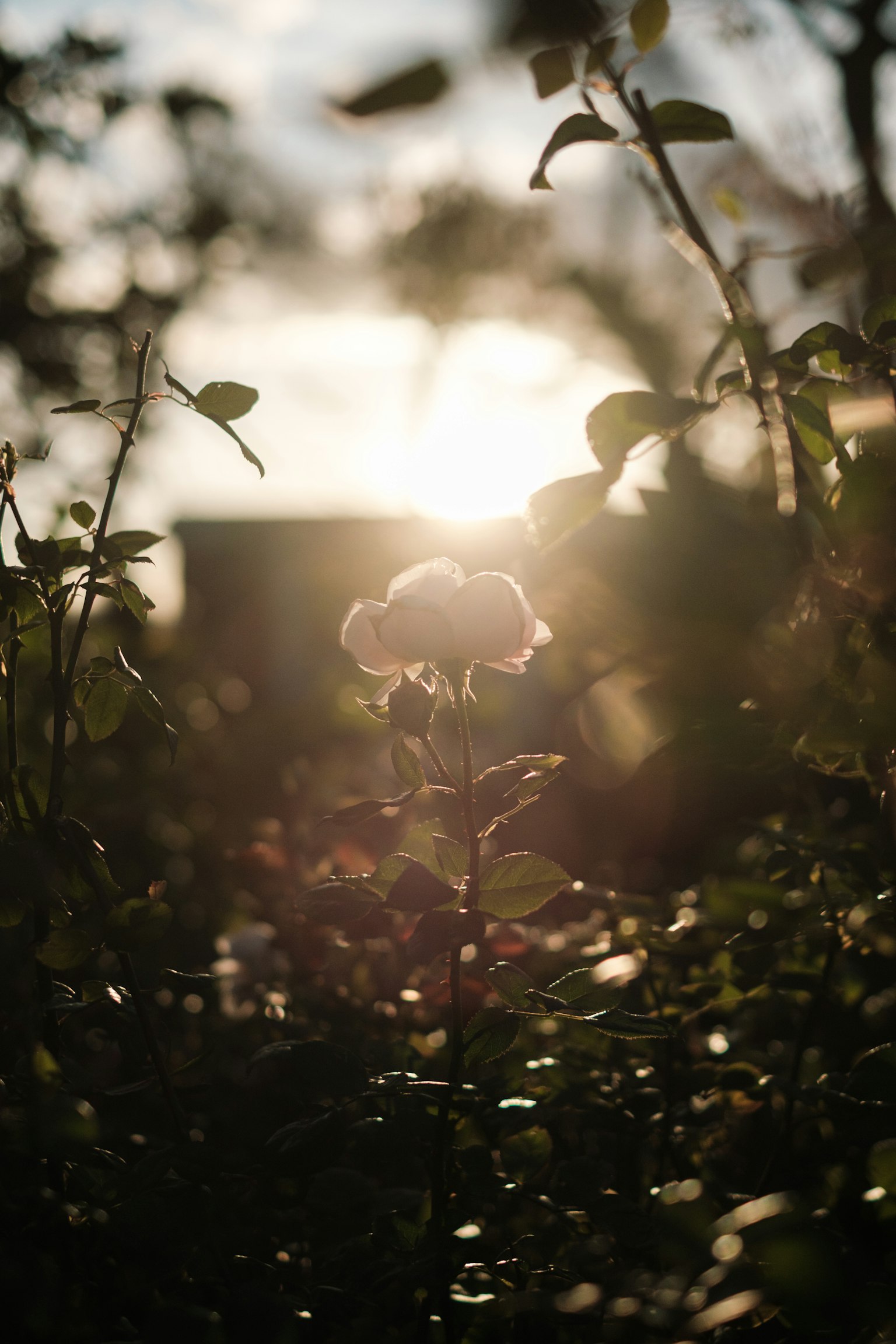 Rosenblüte mit grünen Blättern vor einem Sonnenuntergang