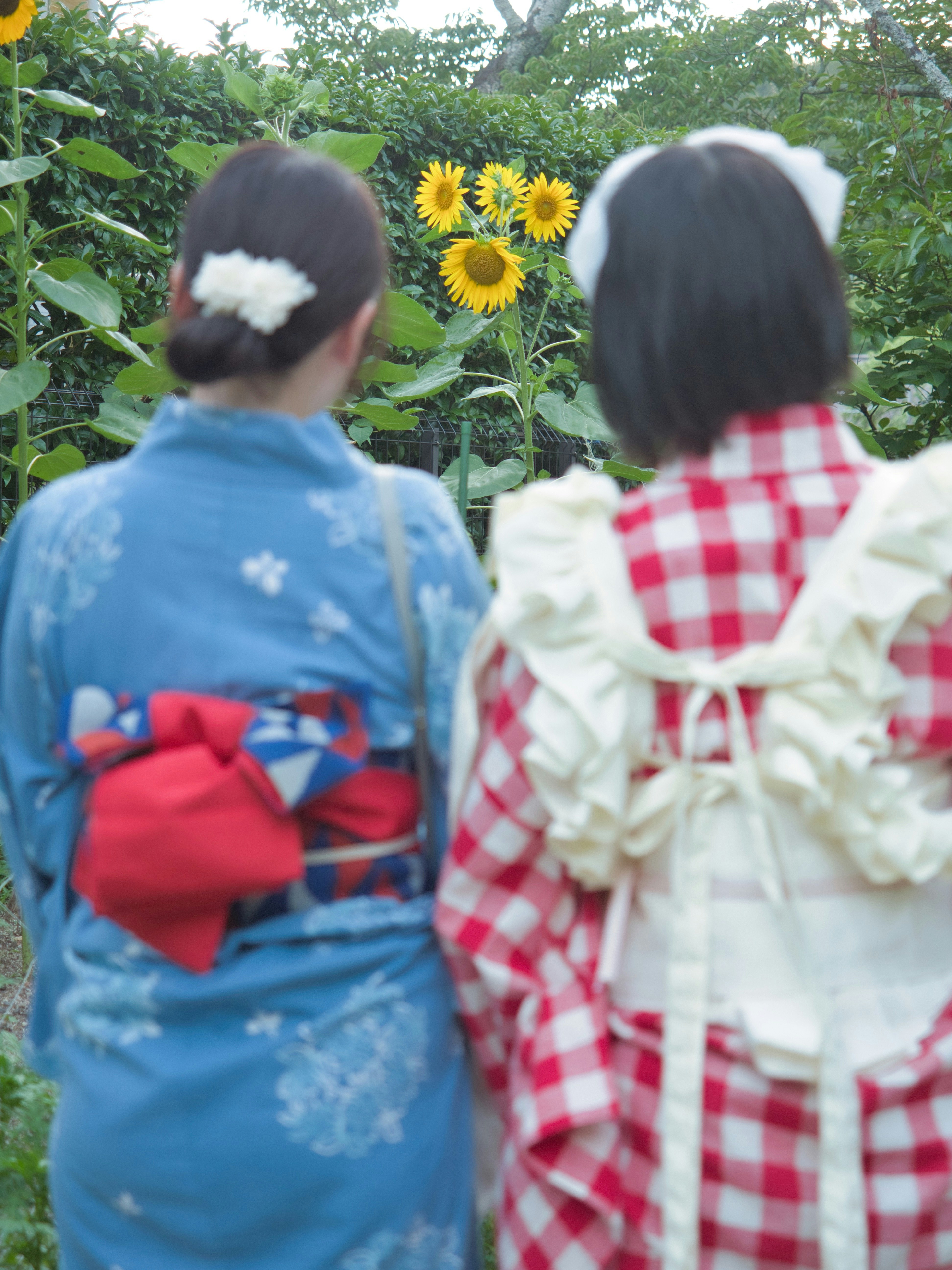 向日葵畑で浴衣姿の後ろ姿